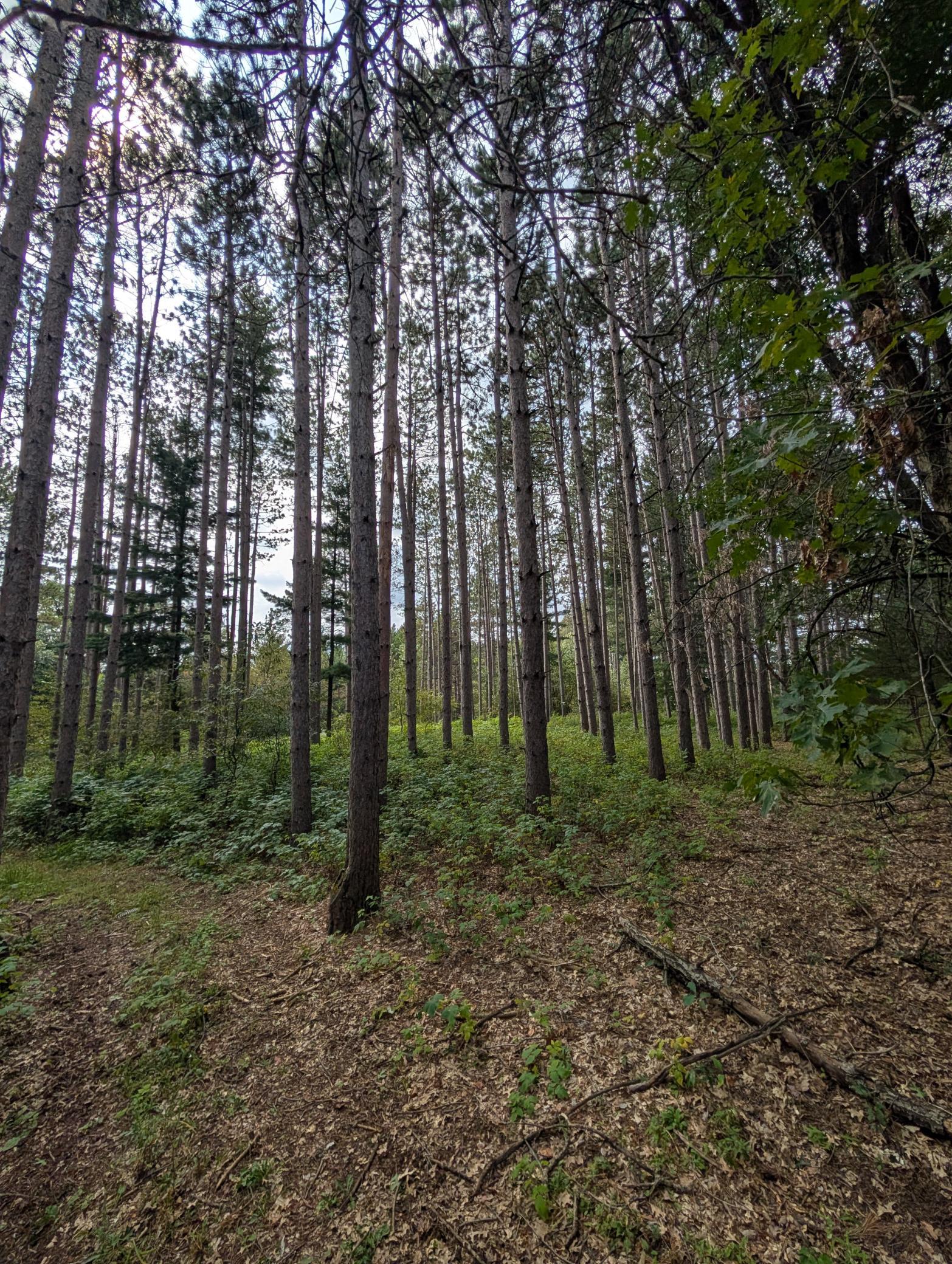 View of Land at 21553 Joplin Street, Elk River MN 55330, Elk River (19 of 27) - Mike Wilen | Minnesota Team Real Estate
