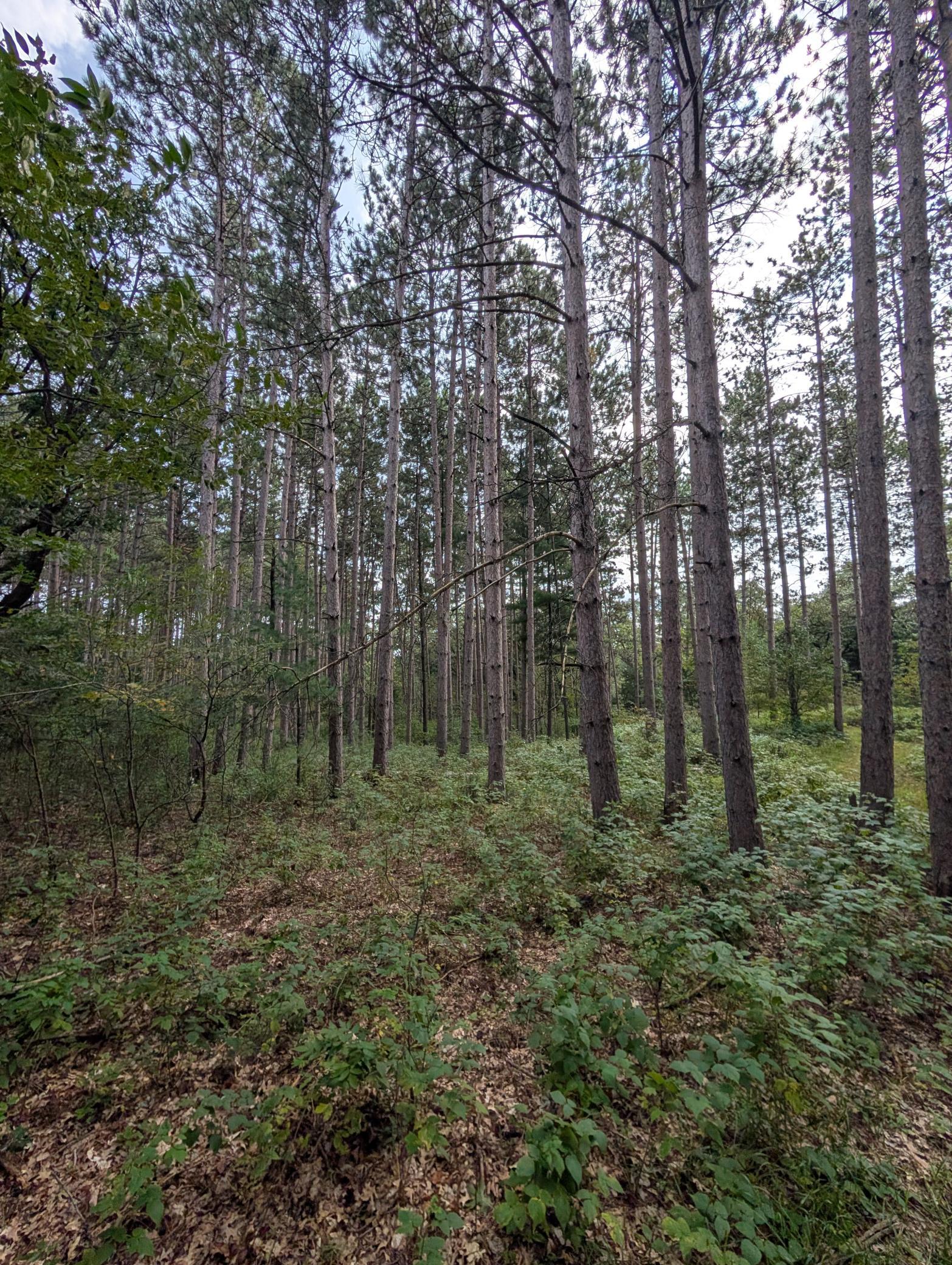 View of Land at 21553 Joplin Street, Elk River MN 55330, Elk River (18 of 27) - Mike Wilen | Minnesota Team Real Estate