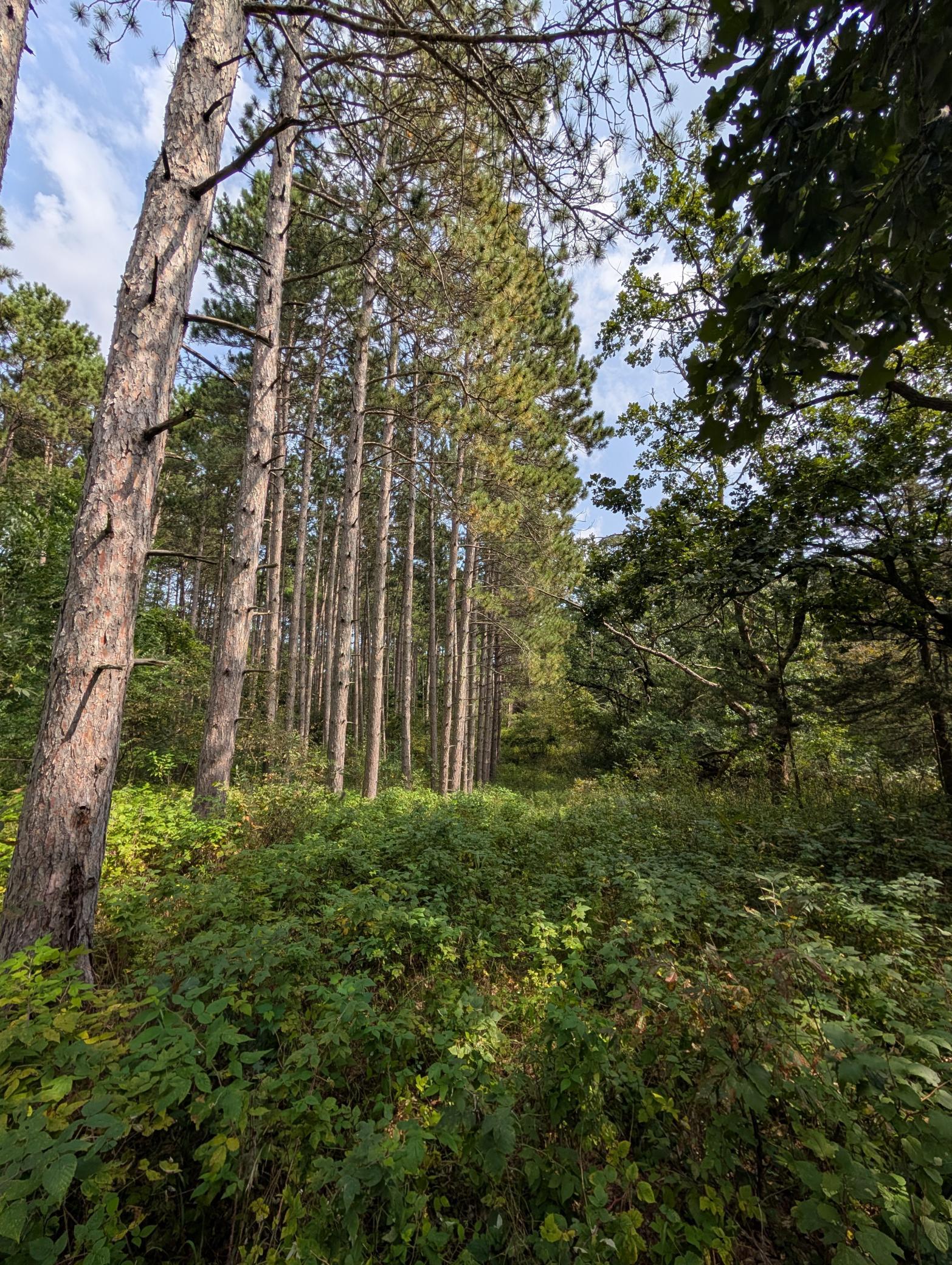 View of Land at 21553 Joplin Street, Elk River MN 55330, Elk River (14 of 27) - Mike Wilen | Minnesota Team Real Estate