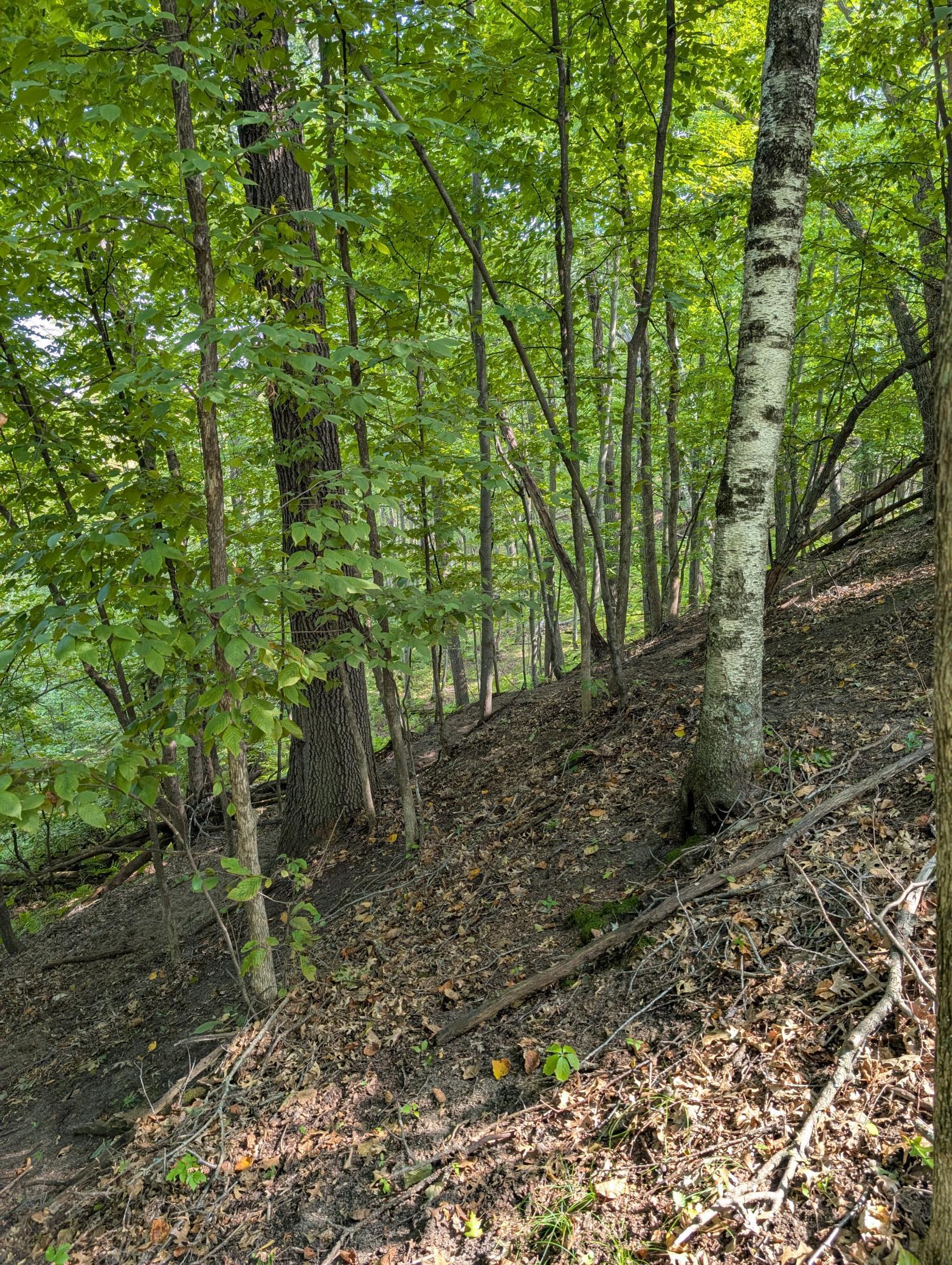 View of Land at 21553 Joplin Street, Elk River MN 55330, Elk River (12 of 27) - Mike Wilen | Minnesota Team Real Estate