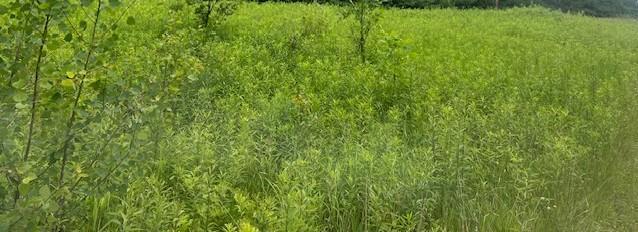 View of Land at XXX 210th Street, Milaca MN 56353, Milaca - Mike Wilen | Minnesota Team Real Estate