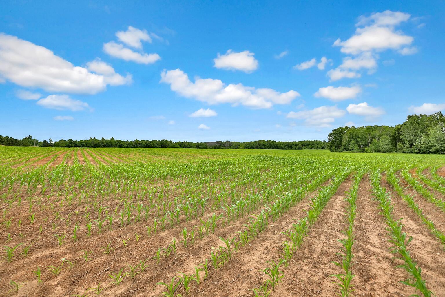 View of Land at 374XX-S40 Hemingway, North Branch MN 55056, North Branch - Mike Wilen | Minnesota Team Real Estate