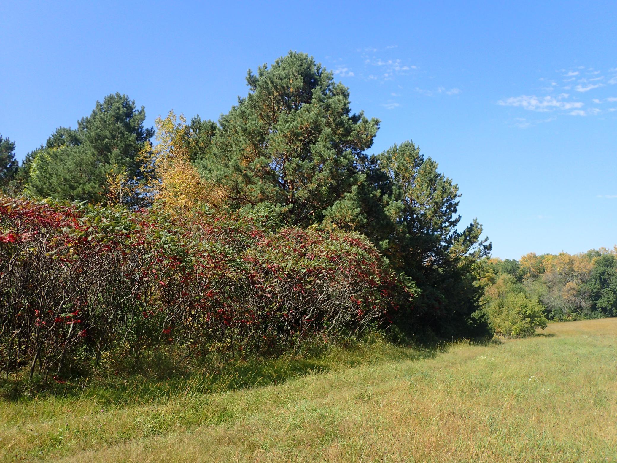 View of Land at TBD8.5 County Road 106, Monticello MN 55362, Monticello (13 of 33) - Mike Wilen | Minnesota Team Real Estate
