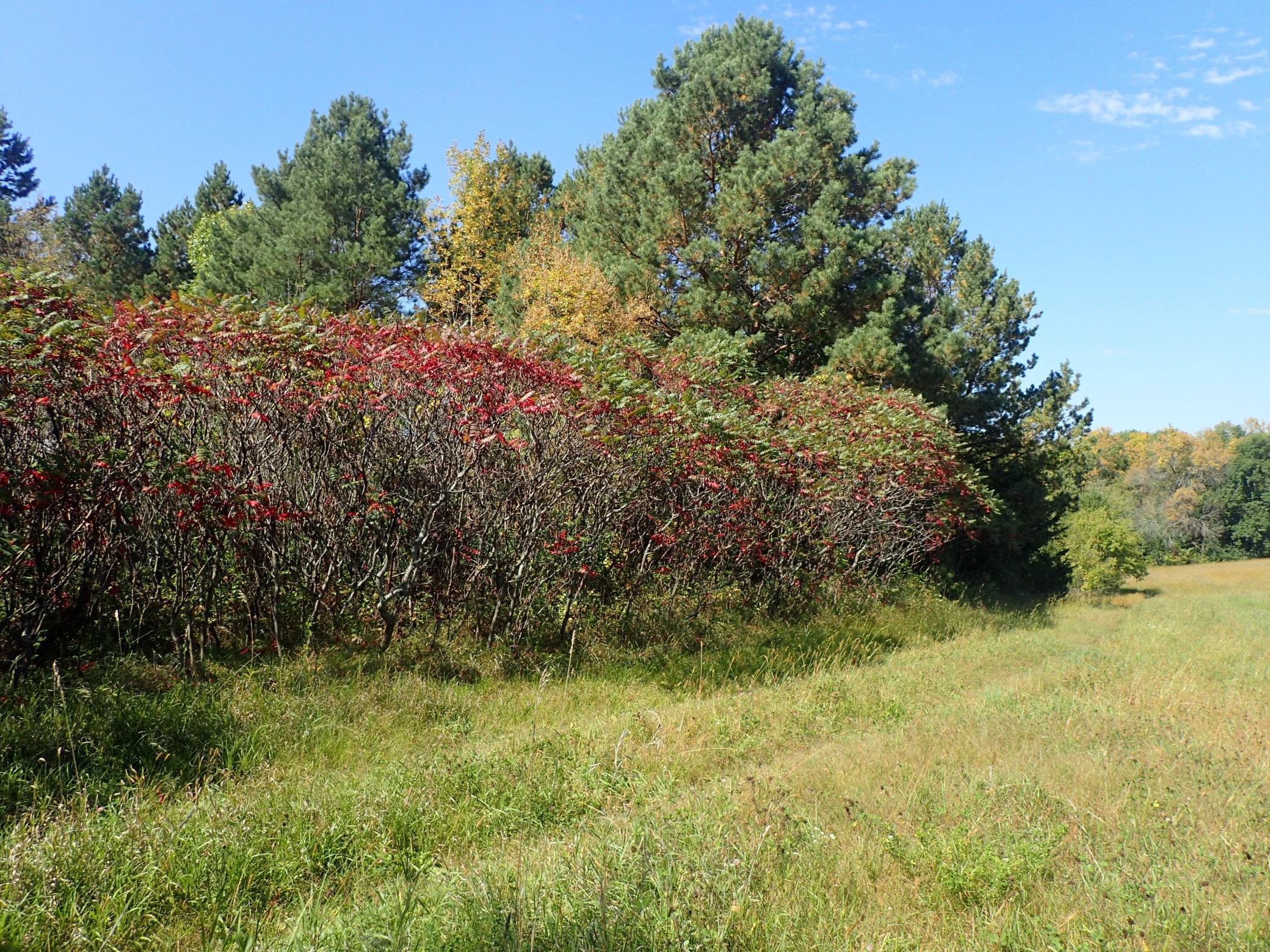 View of Land at TBD8.5 County Road 106, Monticello MN 55362, Monticello (6 of 33) - Mike Wilen | Minnesota Team Real Estate