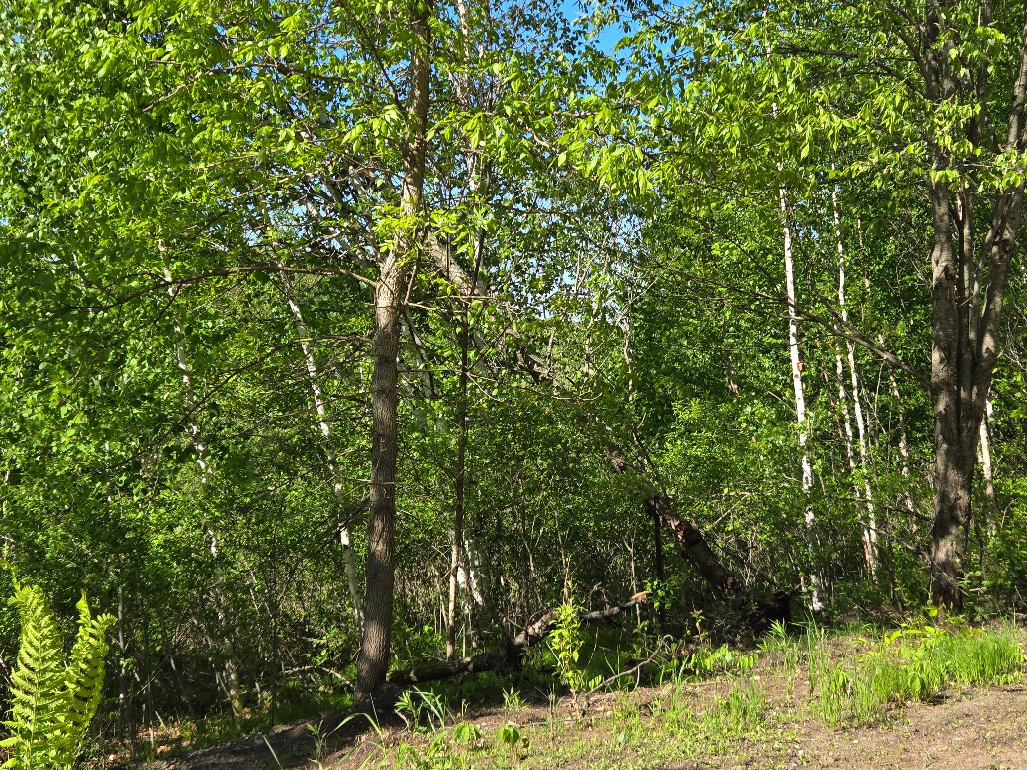 View of Land at TBD 360th Street, Onamia MN 56359, Onamia (6 of 10) - Mike Wilen | Minnesota Team Real Estate