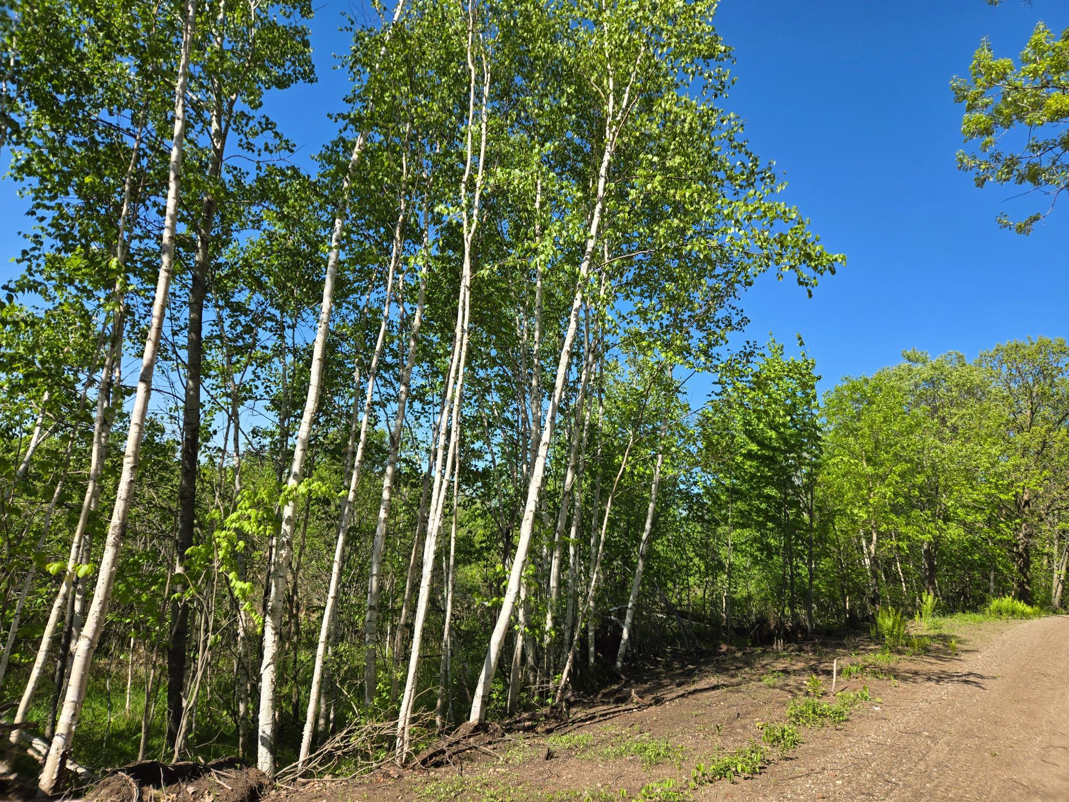 View of Land at TBD 360th Street, Onamia MN 56359, Onamia (4 of 10) - Mike Wilen | Minnesota Team Real Estate