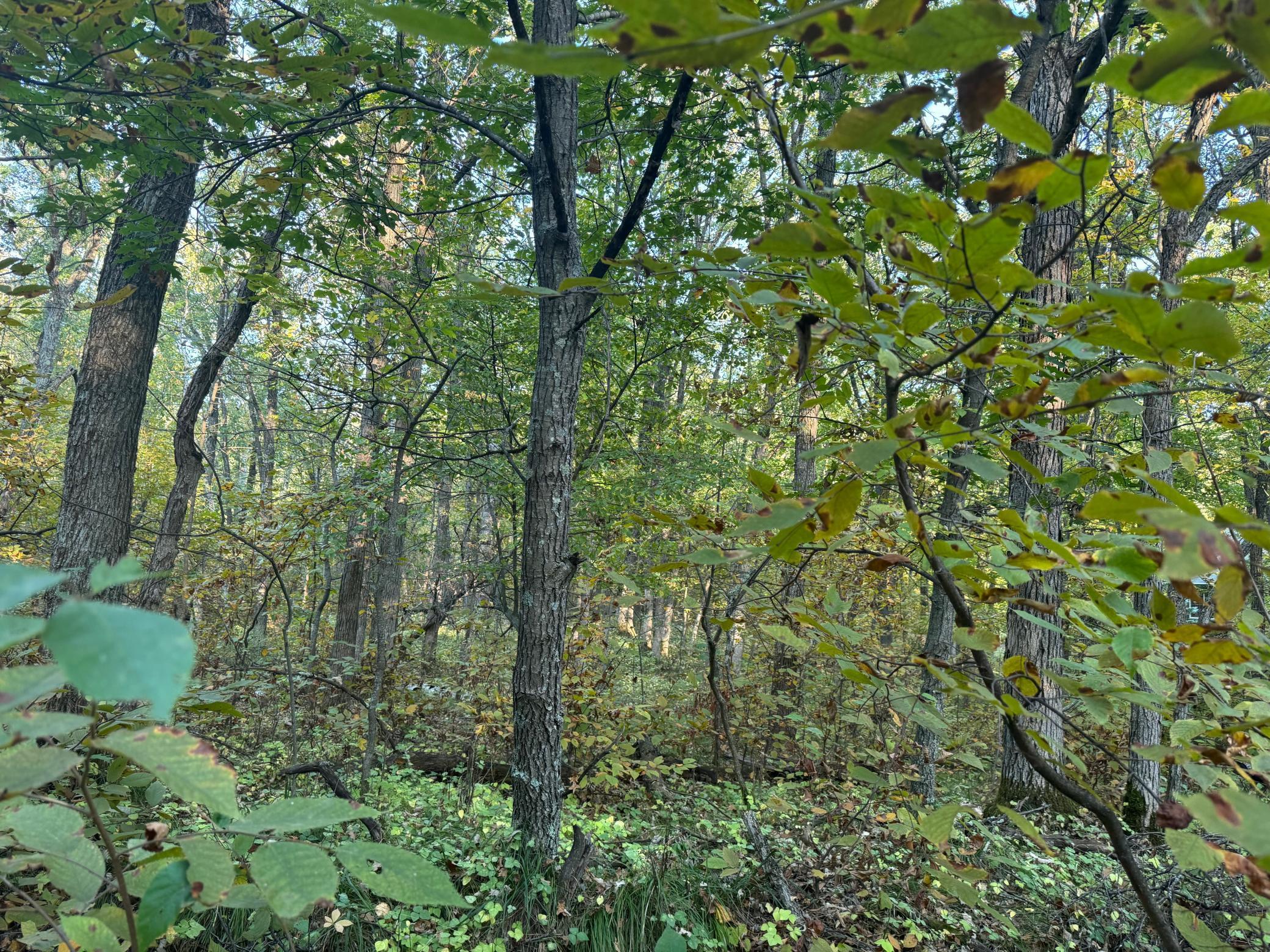 View of Land at TBD Dell Marie Place, Breezy Point MN 56472, Breezy Point (5 of 6) - Mike Wilen | Minnesota Team Real Estate