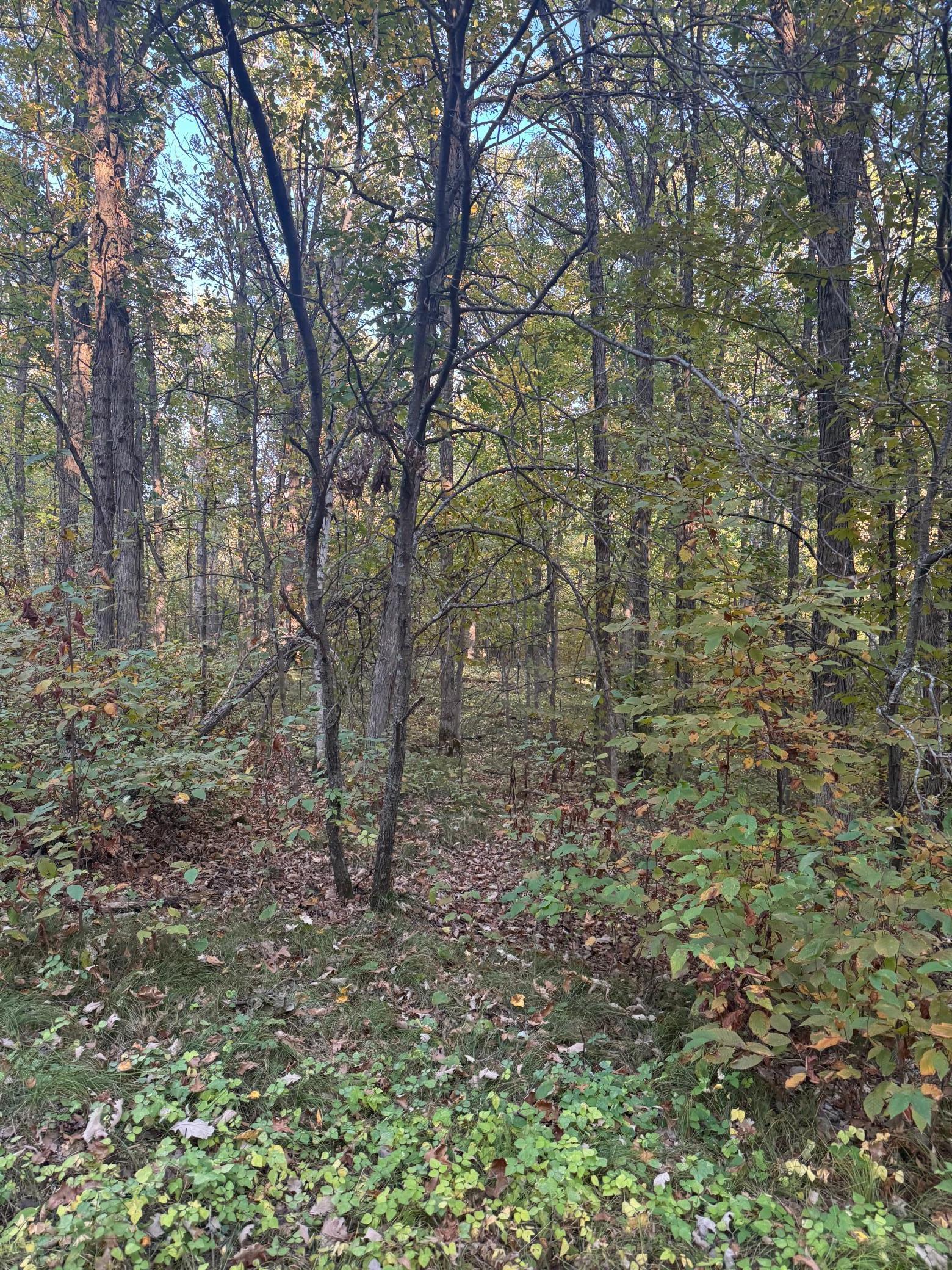 View of Land at TBD Dell Marie Place, Breezy Point MN 56472, Breezy Point (3 of 6) - Mike Wilen | Minnesota Team Real Estate