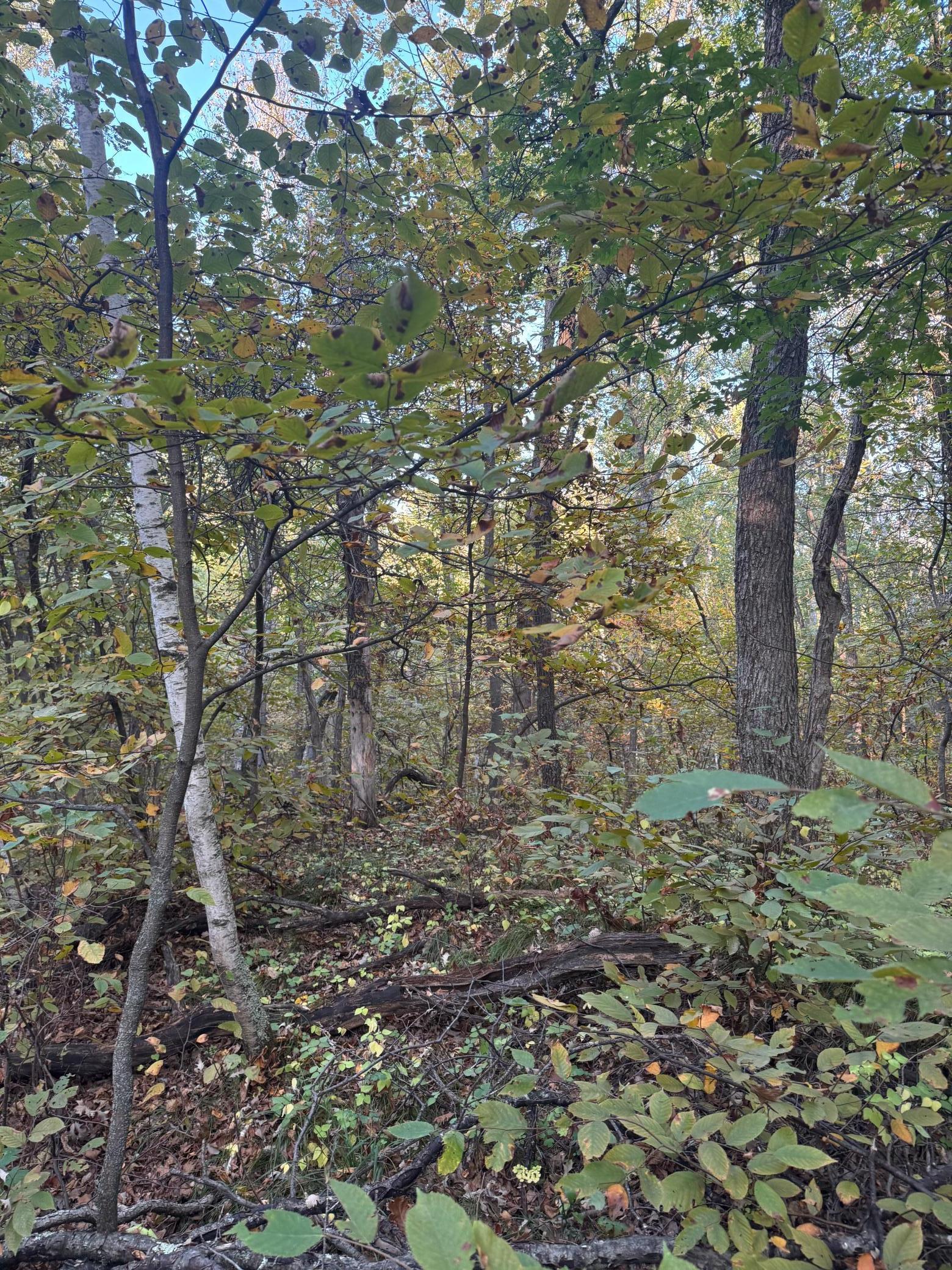 View of Land at TBD Dell Marie Place, Breezy Point MN 56472, Breezy Point - Mike Wilen | Minnesota Team Real Estate