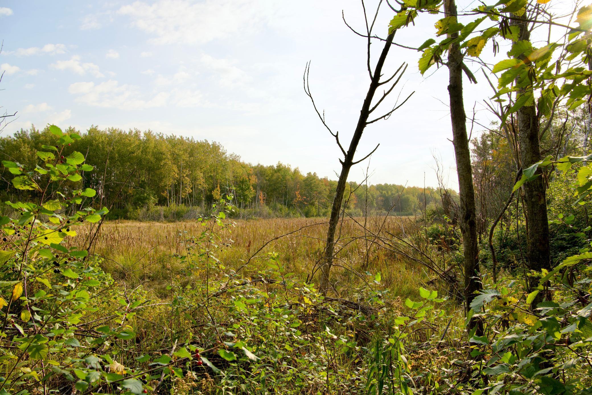 View of Land at 21.8 Acres Hwy 371, Brainerd MN 56401, Brainerd (10 of 17) - Mike Wilen | Minnesota Team Real Estate