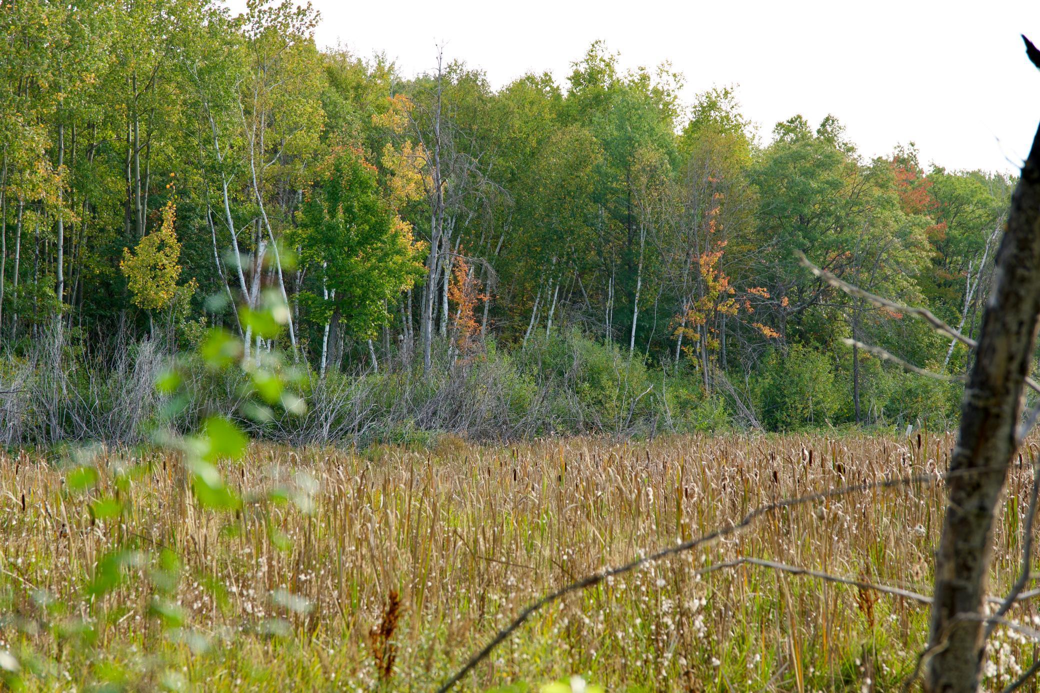 View of Land at 21.8 Acres Hwy 371, Brainerd MN 56401, Brainerd (9 of 17) - Mike Wilen | Minnesota Team Real Estate