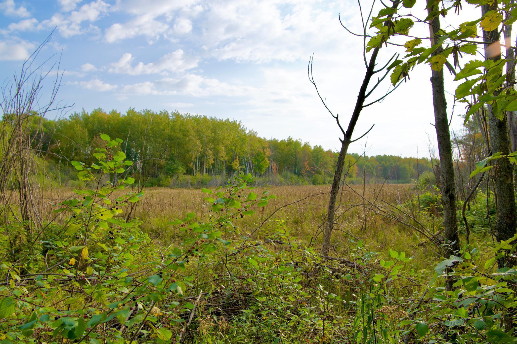 View of Land at 21.8 Acres Hwy 371, Brainerd MN 56401, Brainerd (8 of 17) - Mike Wilen | Minnesota Team Real Estate
