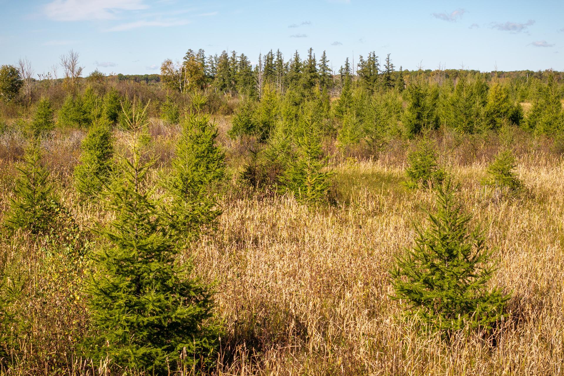 View of Land at TBD 350th St, Onamia MN 56359, Onamia (5 of 22) - Mike Wilen | Minnesota Team Real Estate