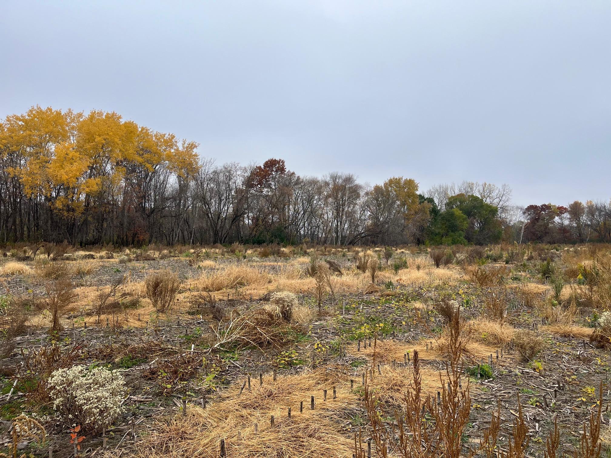 View of Land at TBD (Lot 1) Brunswick Road, Stanchfield MN 55080, Stanchfield (3 of 3) - Mike Wilen | Minnesota Team Real Estate