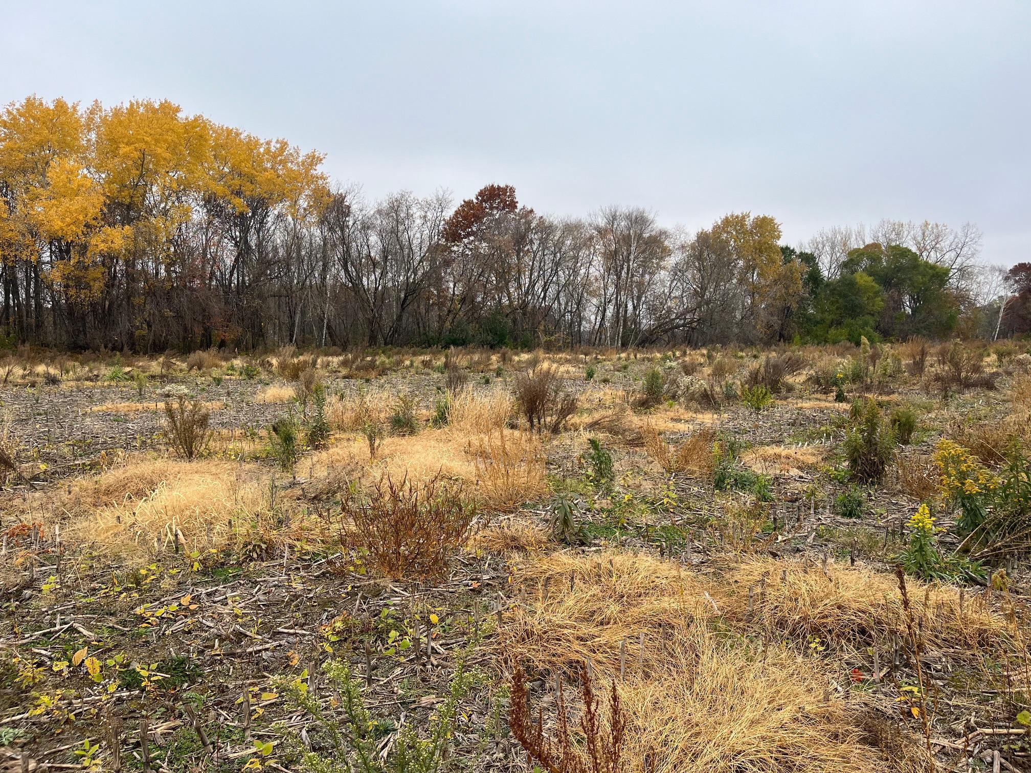 View of Land at TBD (Lot 1) Brunswick Road, Stanchfield MN 55080, Stanchfield (2 of 3) - Mike Wilen | Minnesota Team Real Estate