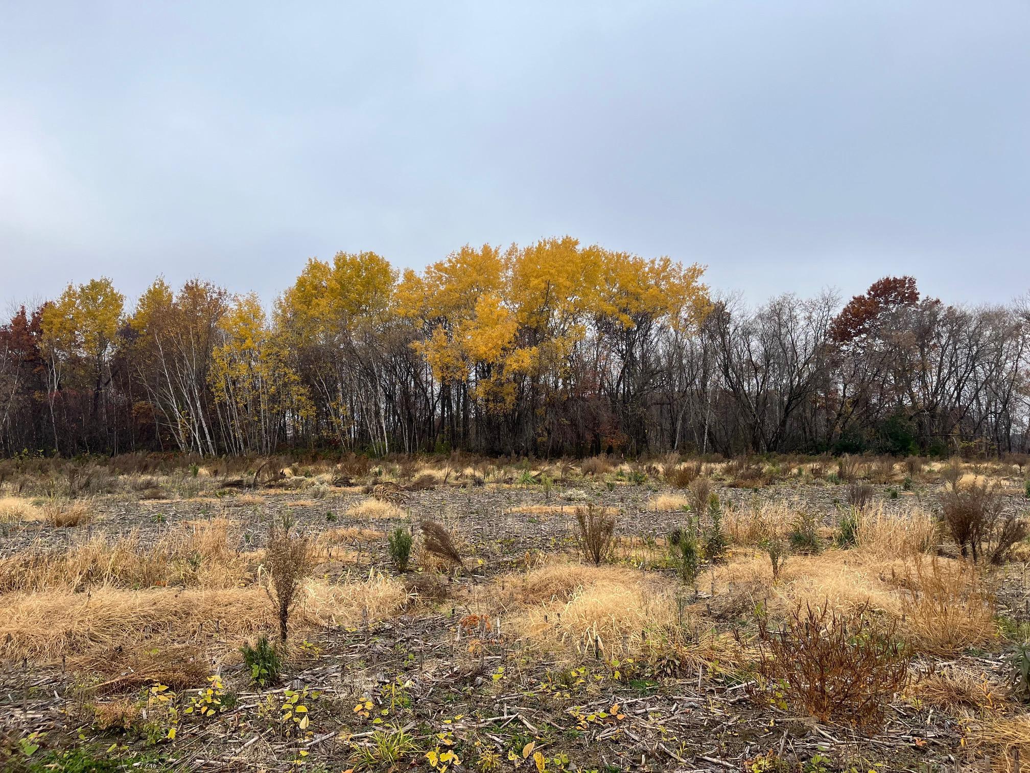 View of Land at TBD (Lot 1) Brunswick Road, Stanchfield MN 55080, Stanchfield - Mike Wilen | Minnesota Team Real Estate