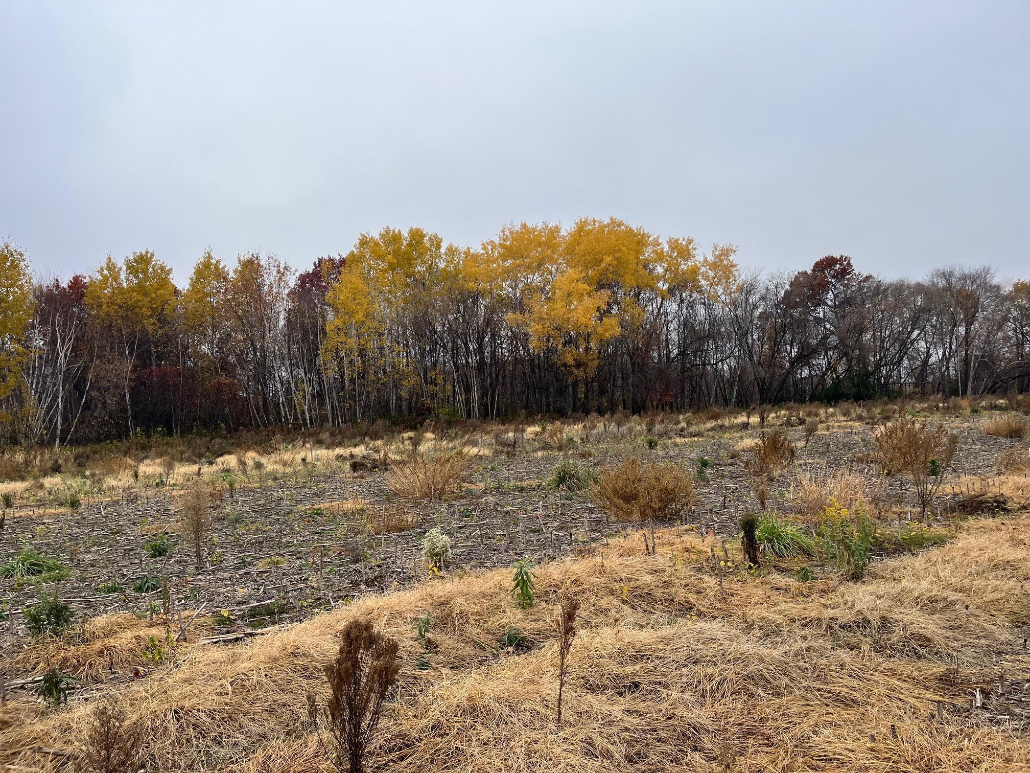 View of Land at TBD (Lot 2) Brunswick Road, Stanchfield MN 55080, Stanchfield (3 of 3) - Mike Wilen | Minnesota Team Real Estate