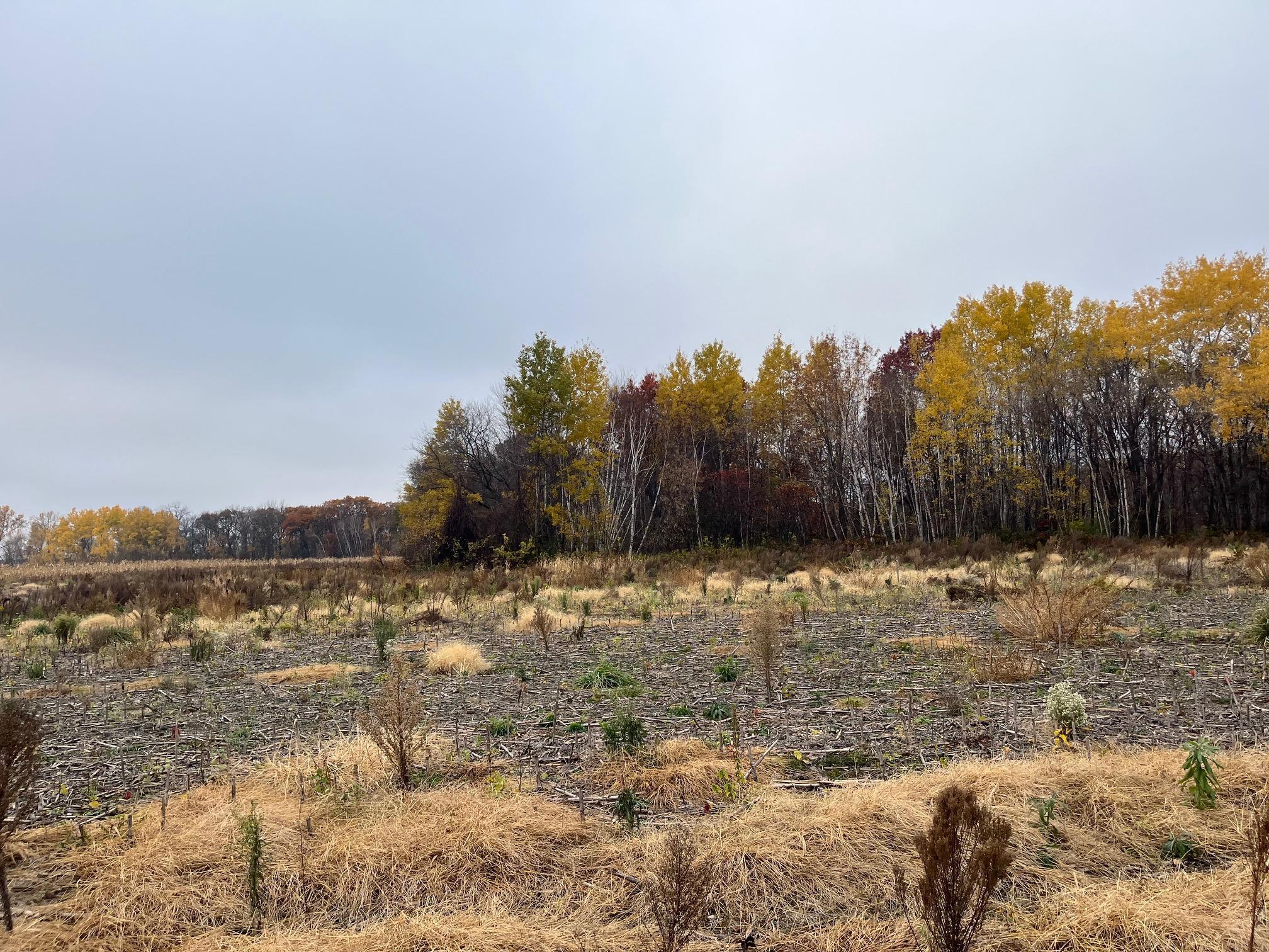 View of Land at TBD (Lot 2) Brunswick Road, Stanchfield MN 55080, Stanchfield (2 of 3) - Mike Wilen | Minnesota Team Real Estate