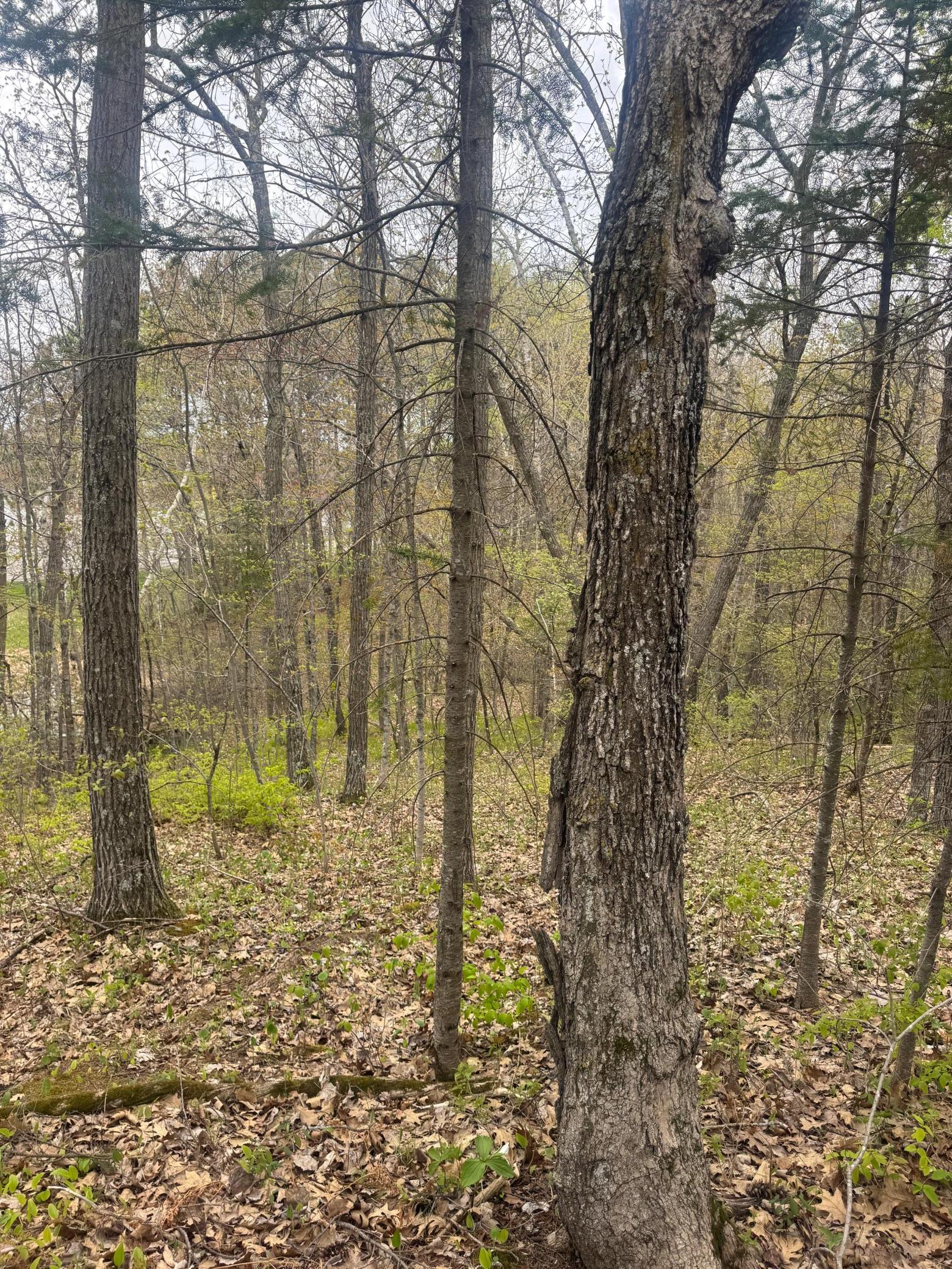 View of Land at TBD MN-18, Brainerd MN 56401, Brainerd (5 of 18) - Mike Wilen | Minnesota Team Real Estate