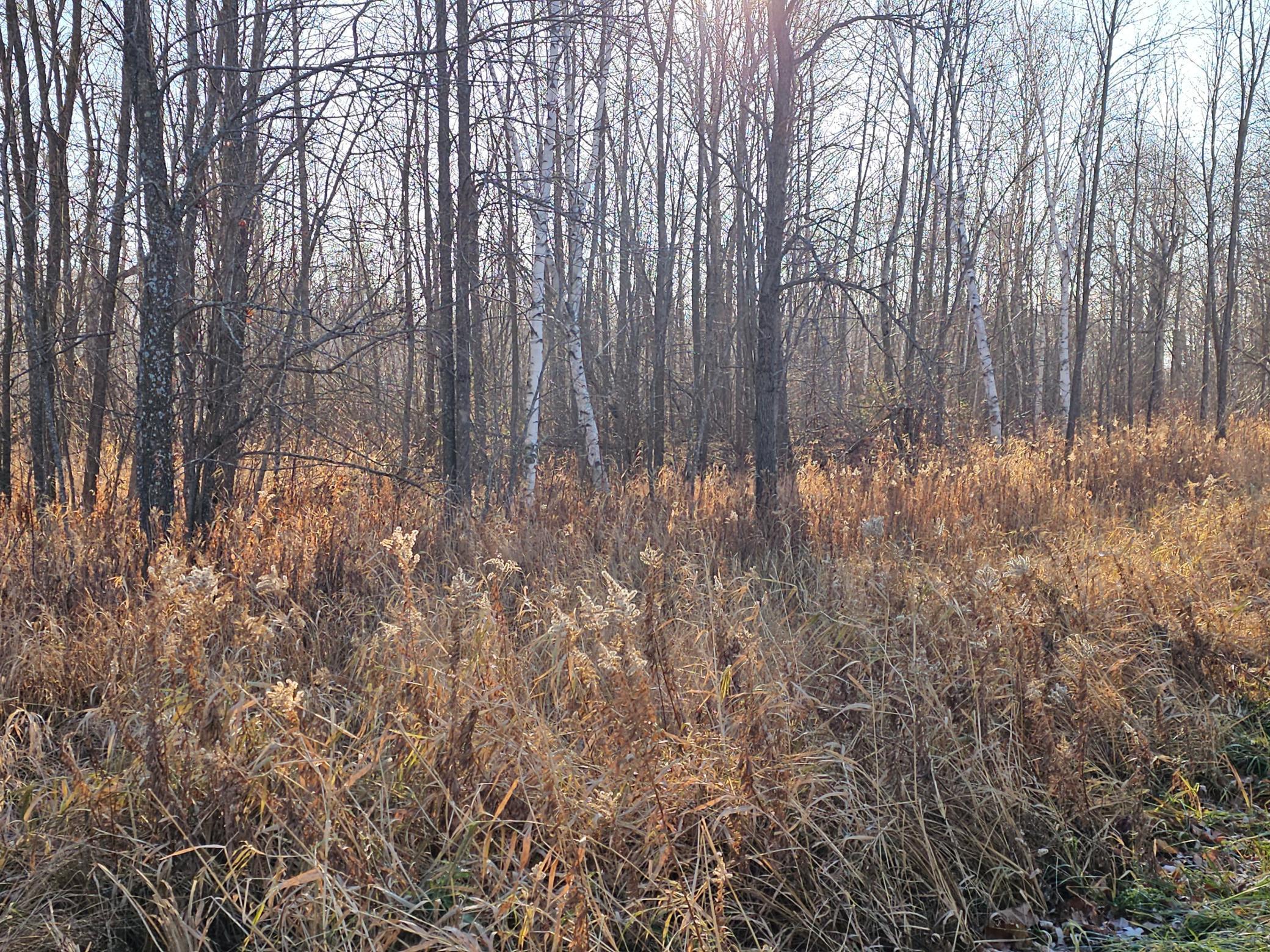 View of Land at TBD Whistle Road/Hwy 47, Isle MN 56342, Isle (4 of 9) - Mike Wilen | Minnesota Team Real Estate