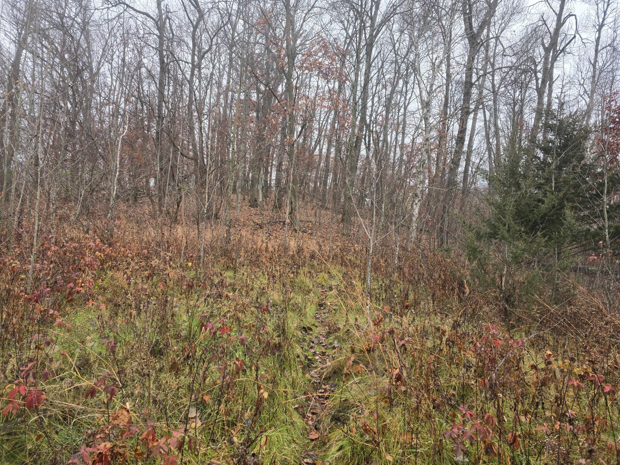 View of Land at xxxx 244th St N, Scandia MN 55073, Scandia - Mike Wilen | Minnesota Team Real Estate