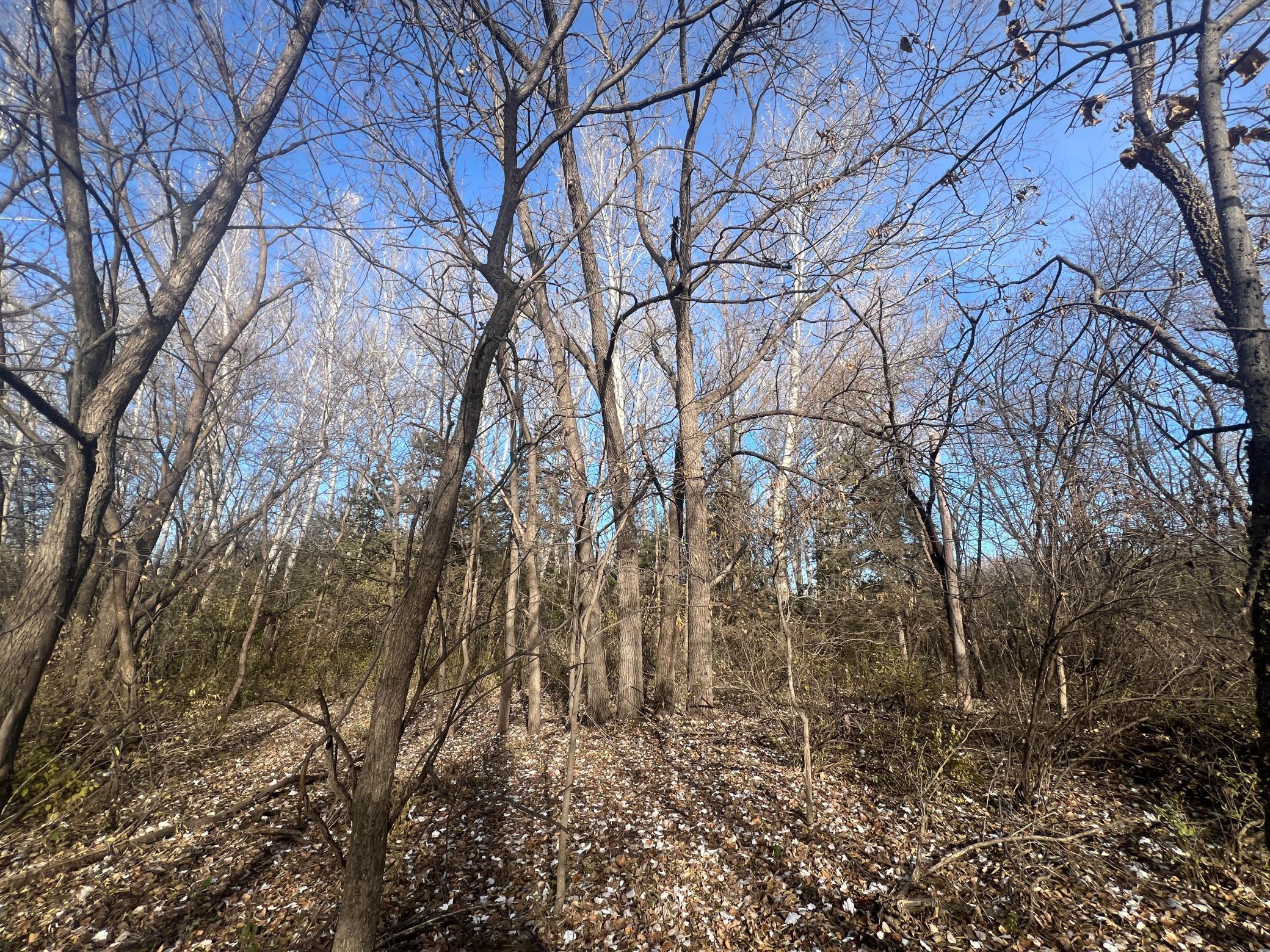 View of Land at TBD 72nd St. SW, Howard Lake MN 55349, Howard Lake (7 of 14) - Mike Wilen | Minnesota Team Real Estate