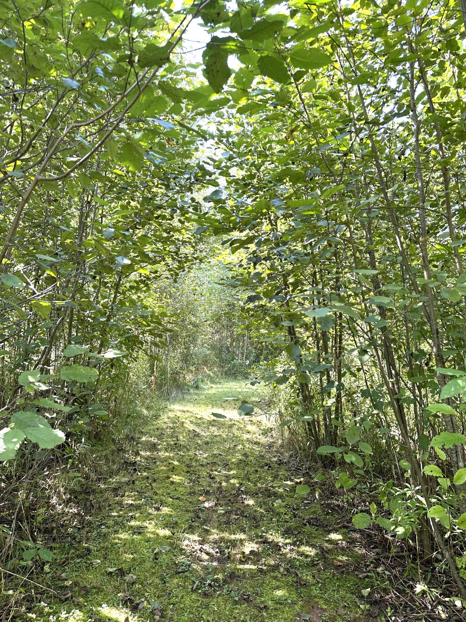 View of Land at 31603 Brook Park Road, Brook Park MN 55007, Brook Park (27 of 38) - Mike Wilen | Minnesota Team Real Estate