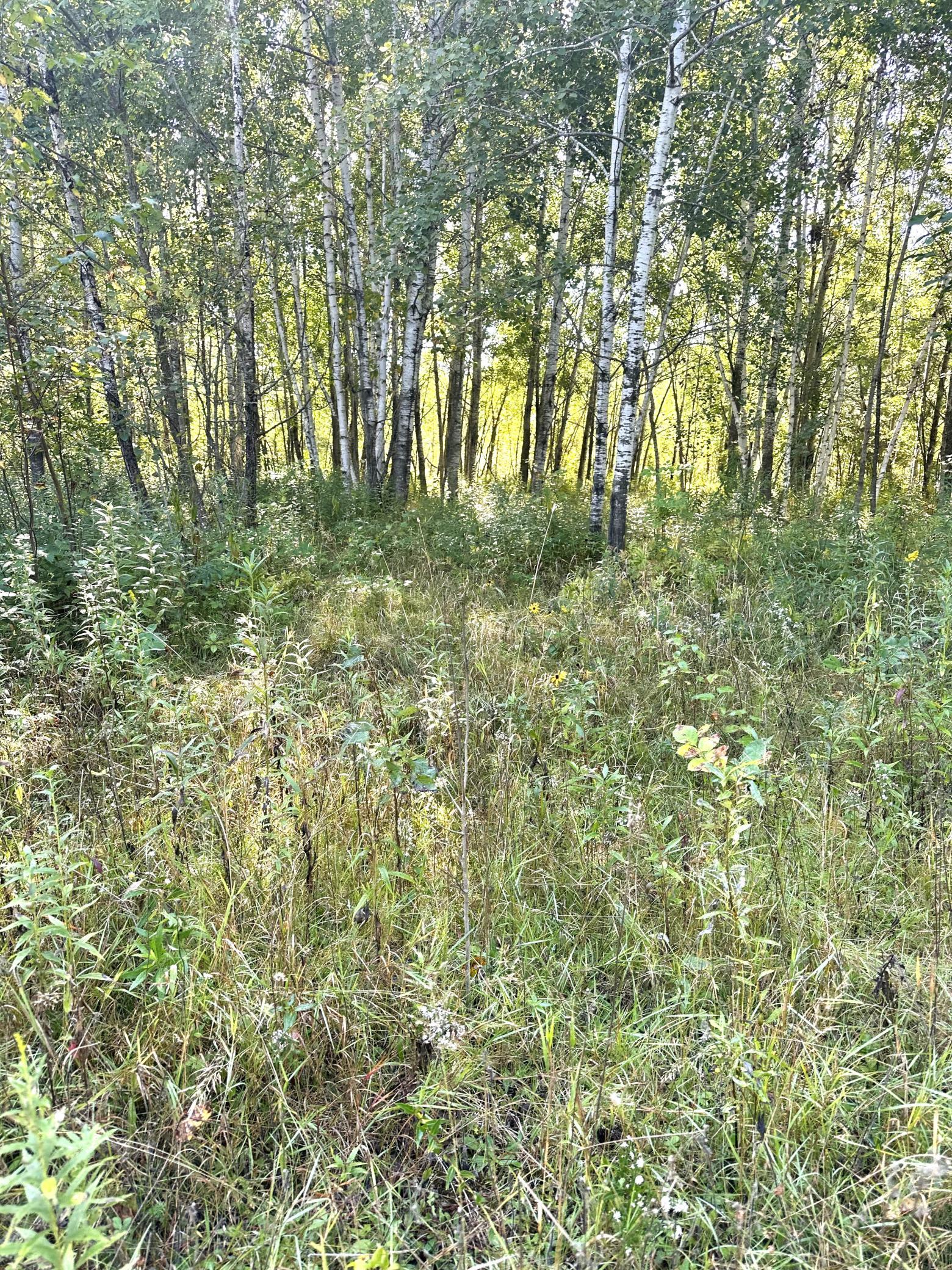 View of Land at 31603 Brook Park Road, Brook Park MN 55007, Brook Park (30 of 38) - Mike Wilen | Minnesota Team Real Estate