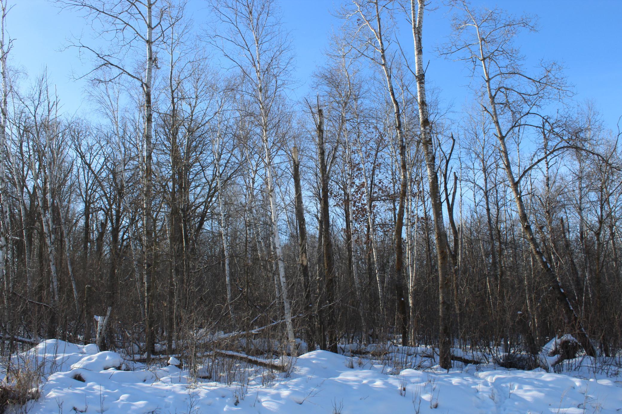 View of Land at 9xxx 200th Street, Milaca MN 56353, Milaca - Mike Wilen | Minnesota Team Real Estate