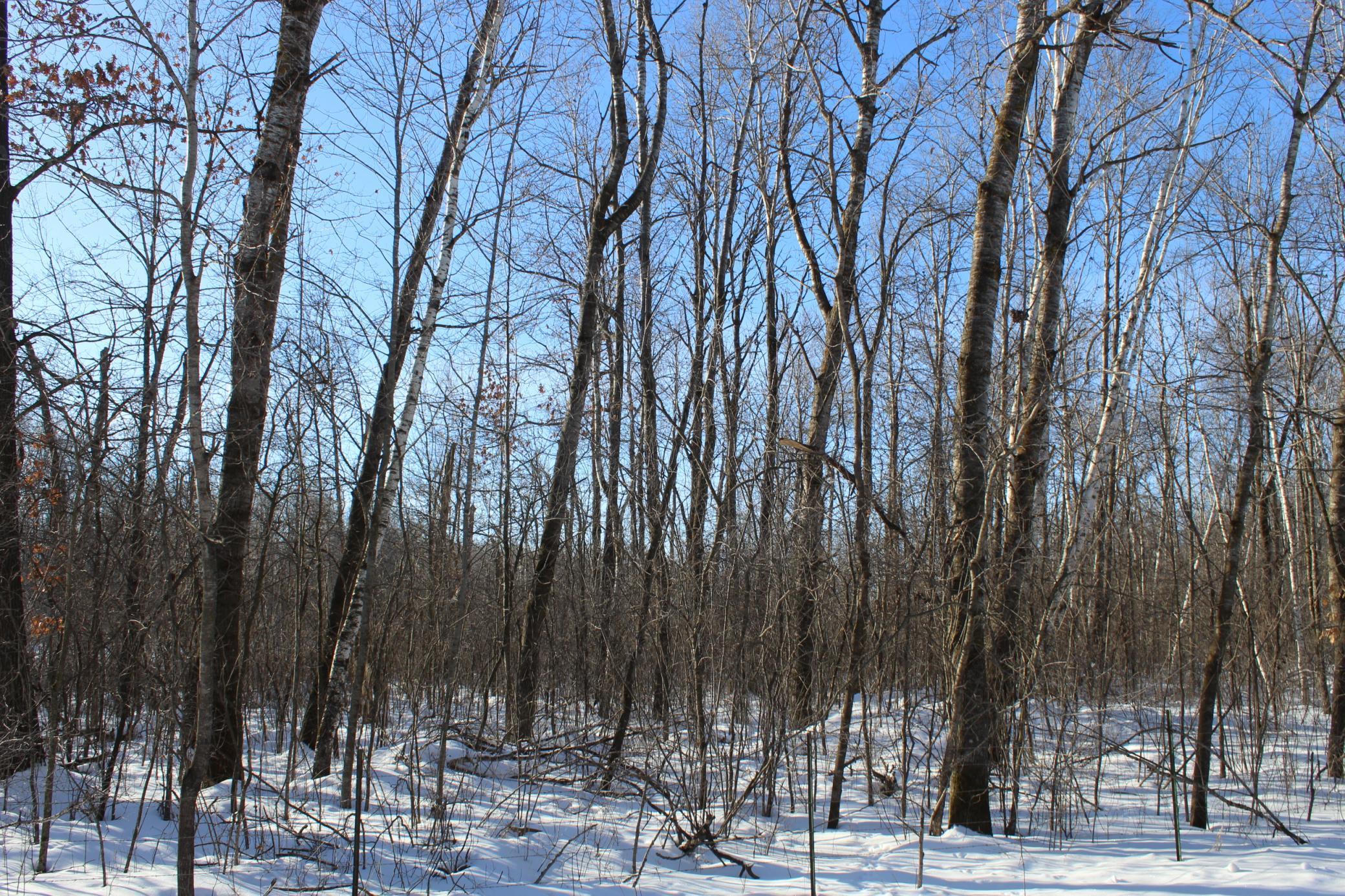 View of Land at 91xx 200th Street, Milaca MN 56353, Milaca - Mike Wilen | Minnesota Team Real Estate