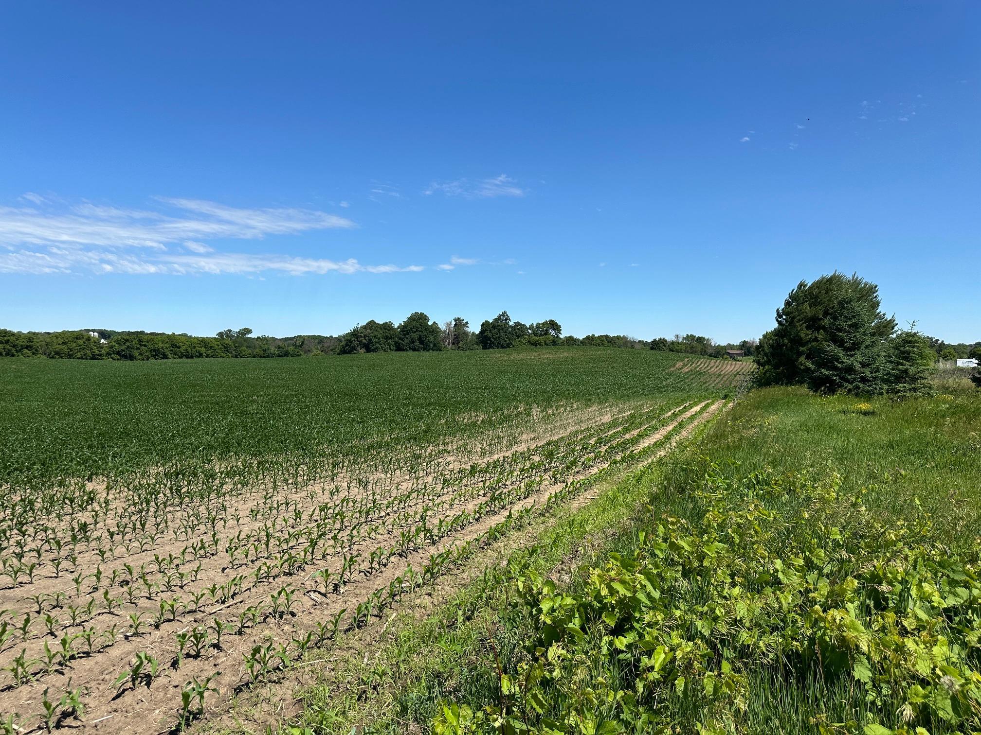 View of Land at XXX Highway 284, Cologne MN 55322, Cologne (19 of 29) - Mike Wilen | Minnesota Team Real Estate