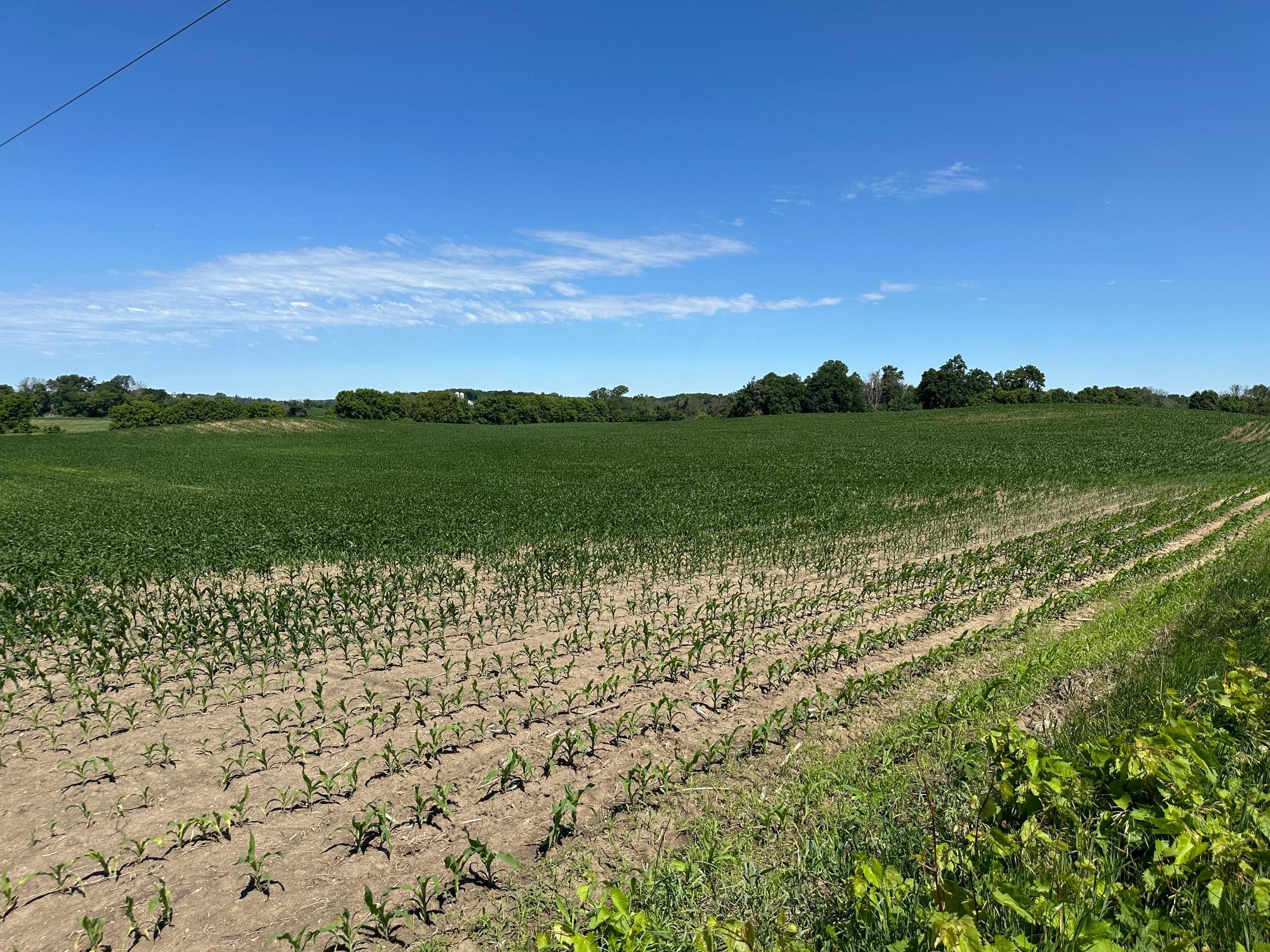 View of Land at XXX Highway 284, Cologne MN 55322, Cologne (17 of 29) - Mike Wilen | Minnesota Team Real Estate