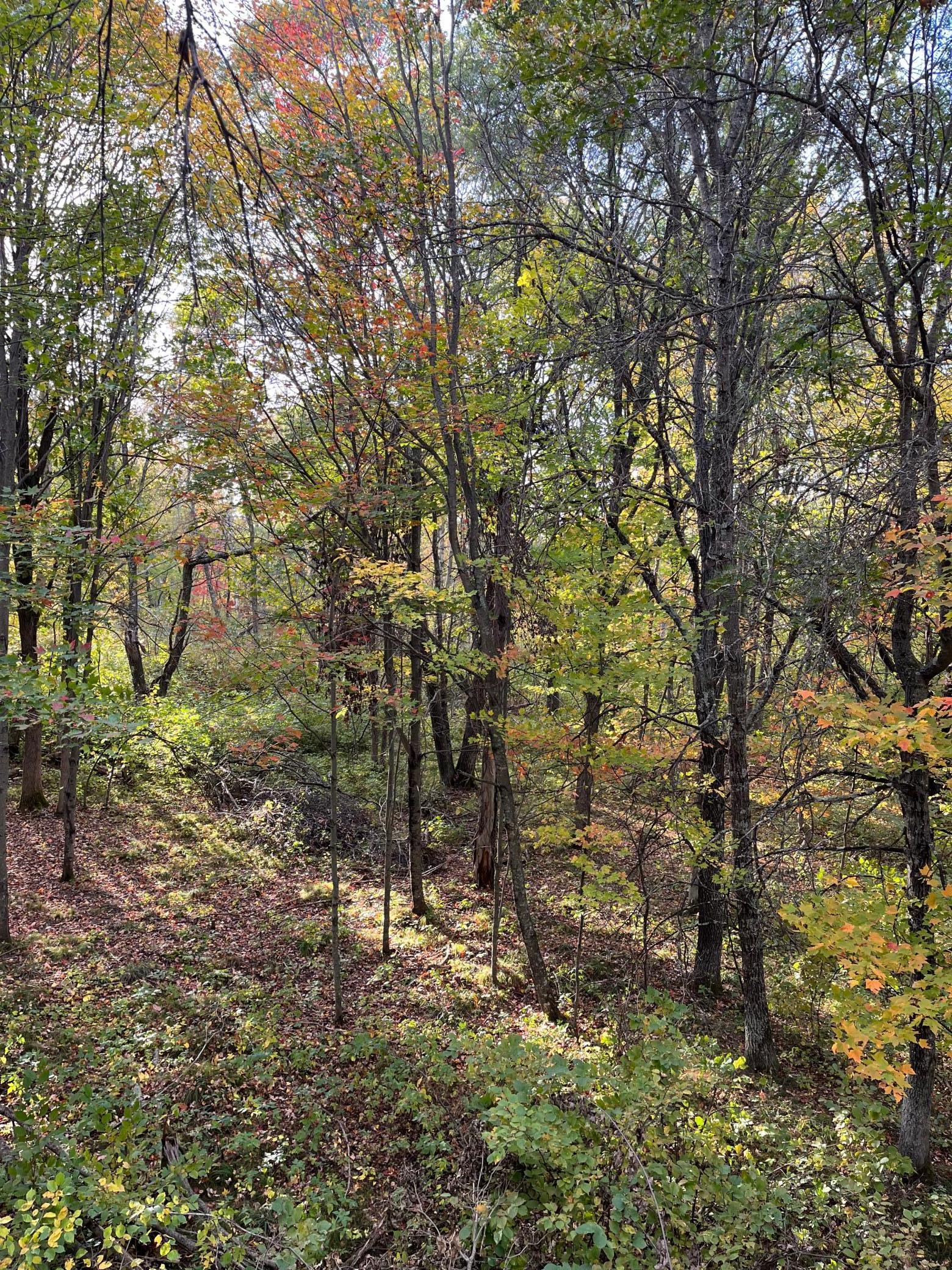View of Land at 0 Levi Lane, Crosslake MN 56442, Crosslake - Mike Wilen | Minnesota Team Real Estate