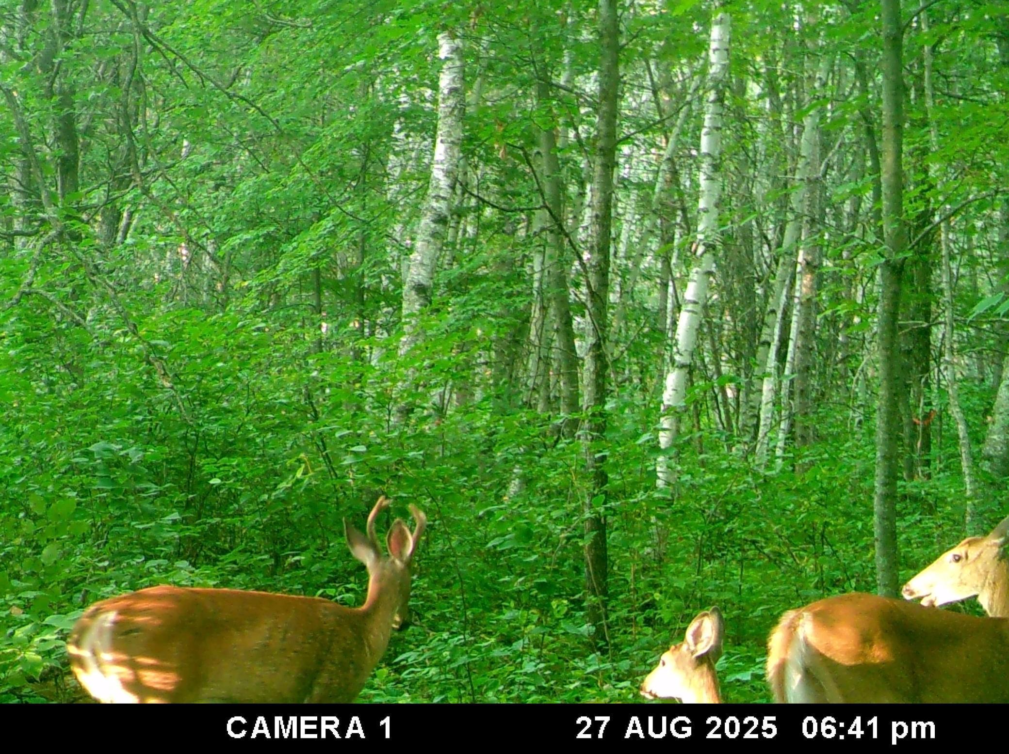 View of Land at 0 Levi Lane, Crosslake MN 56442, Crosslake (4 of 8) - Mike Wilen | Minnesota Team Real Estate