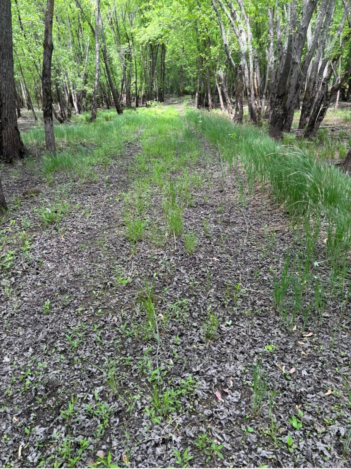 View of Land at 1995 Royal Heights Lane, Braham MN 55006, Braham (2 of 4) - Mike Wilen | Minnesota Team Real Estate