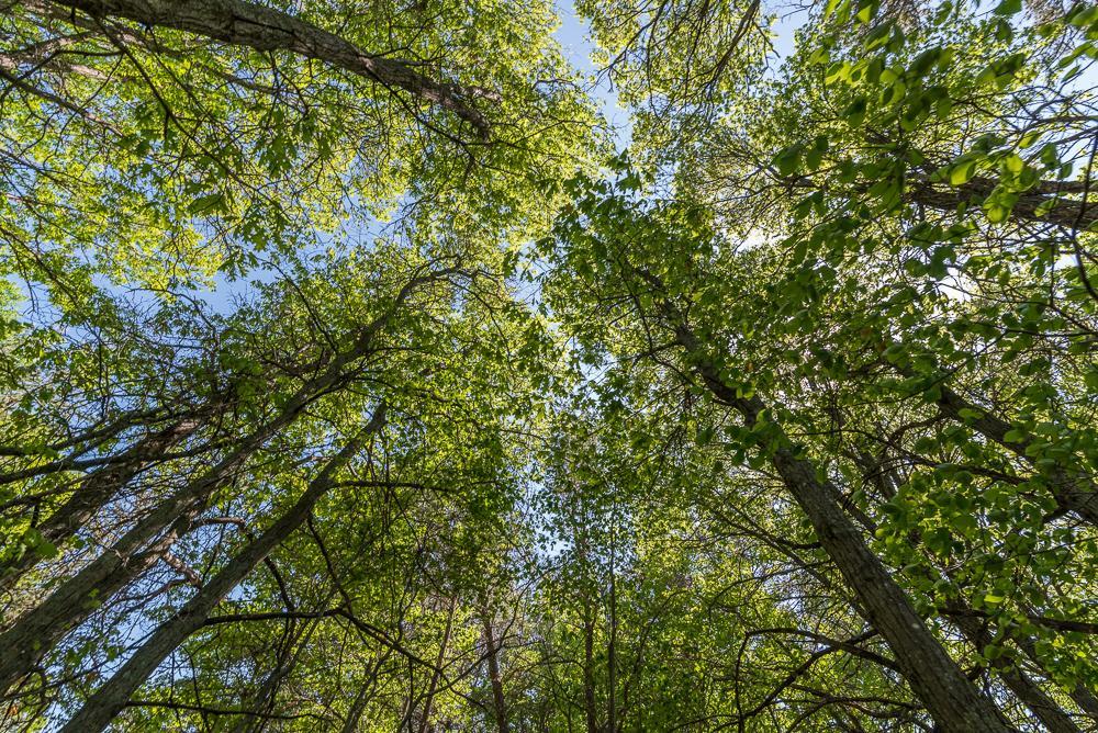 View of Land at TBD Sorenson Lake Rd., Merrifield MN 56465, Merrifield (23 of 26) - Mike Wilen | Minnesota Team Real Estate