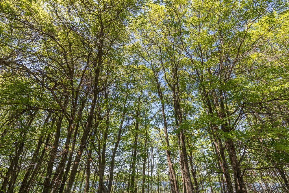 View of Land at TBD Sorenson Lake Rd., Merrifield MN 56465, Merrifield (21 of 26) - Mike Wilen | Minnesota Team Real Estate