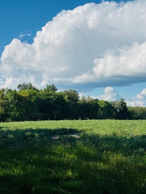 View of Land at 8XXX Rushseba Trail, Rush City MN 55069, Rush City (2 of 12) - Mike Wilen | Minnesota Team Real Estate