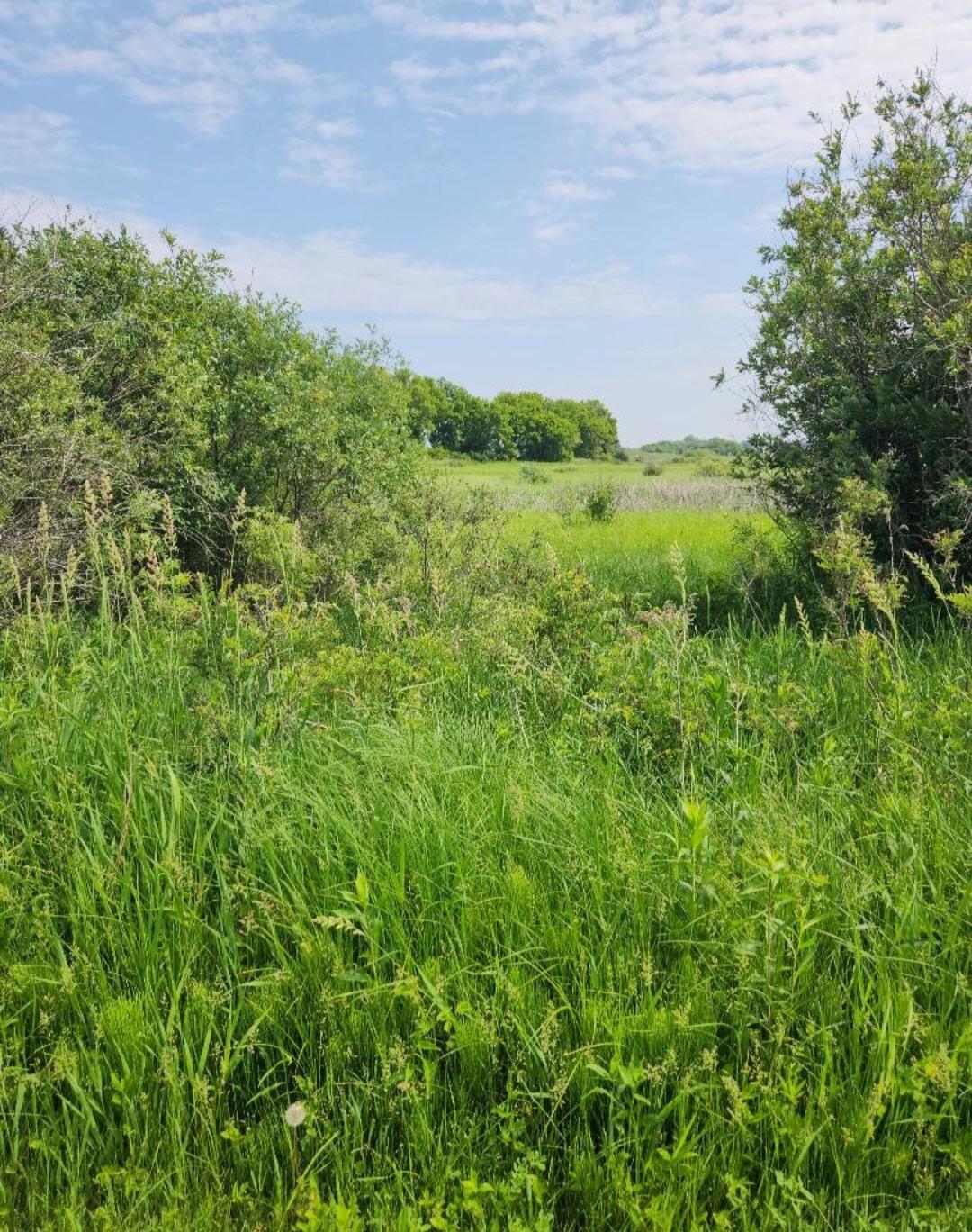 View of Residential at 17168 263rd Avenue, Paynesville MN 56362, Paynesville (32 of 41) - Mike Wilen | Minnesota Team Real Estate
