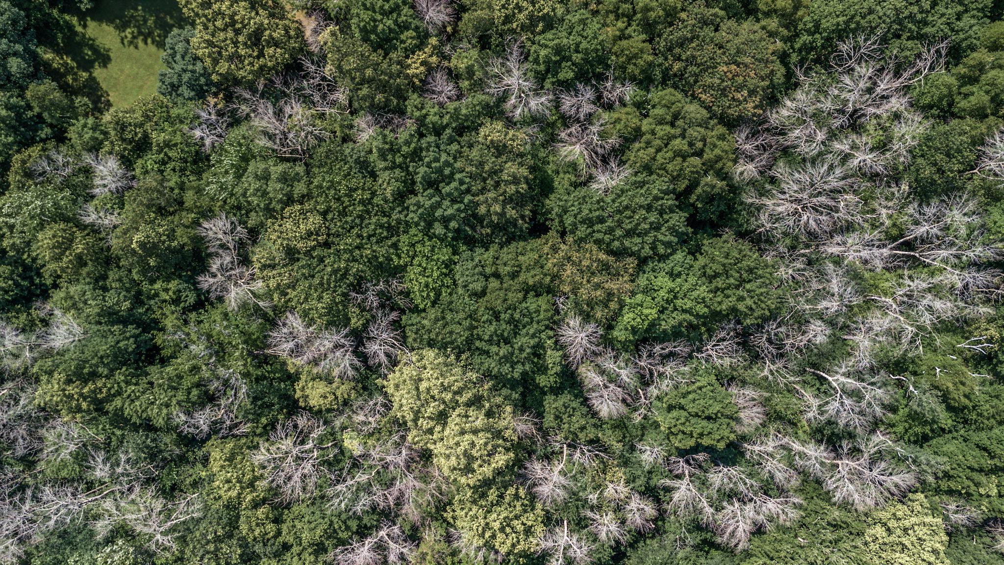 View of Land at 25xxx Itasca Avenue, Forest Lake MN 55025, Forest Lake (15 of 25) - Mike Wilen | Minnesota Team Real Estate