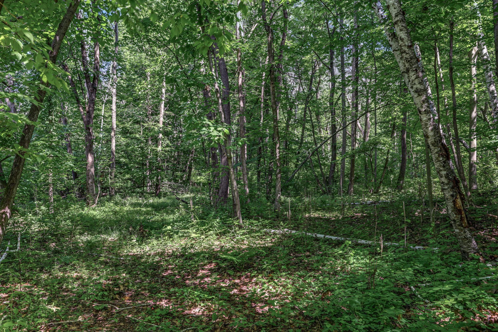 View of Land at 25xxx Itasca Avenue, Forest Lake MN 55025, Forest Lake (10 of 25) - Mike Wilen | Minnesota Team Real Estate