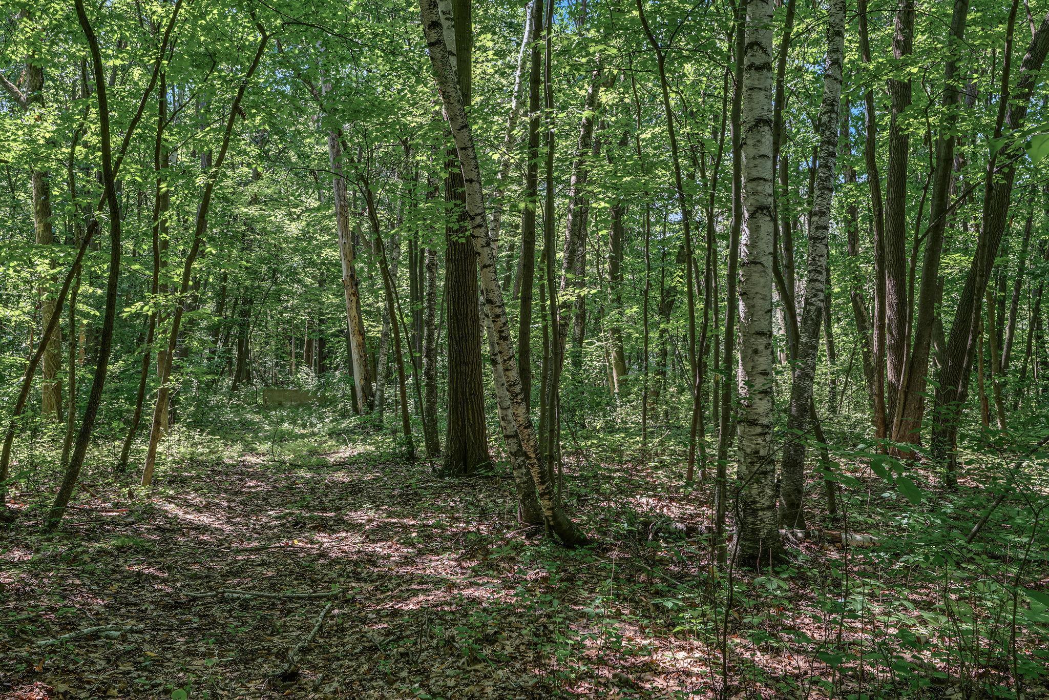 View of Land at 25xxx Itasca Avenue, Forest Lake MN 55025, Forest Lake (9 of 25) - Mike Wilen | Minnesota Team Real Estate