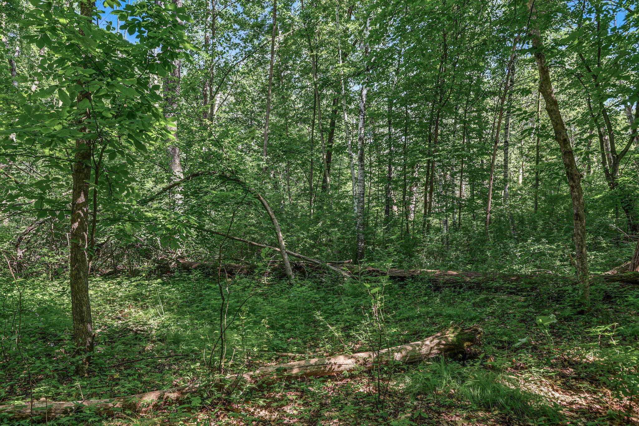 View of Land at 25xxx Itasca Avenue, Forest Lake MN 55025, Forest Lake (7 of 25) - Mike Wilen | Minnesota Team Real Estate