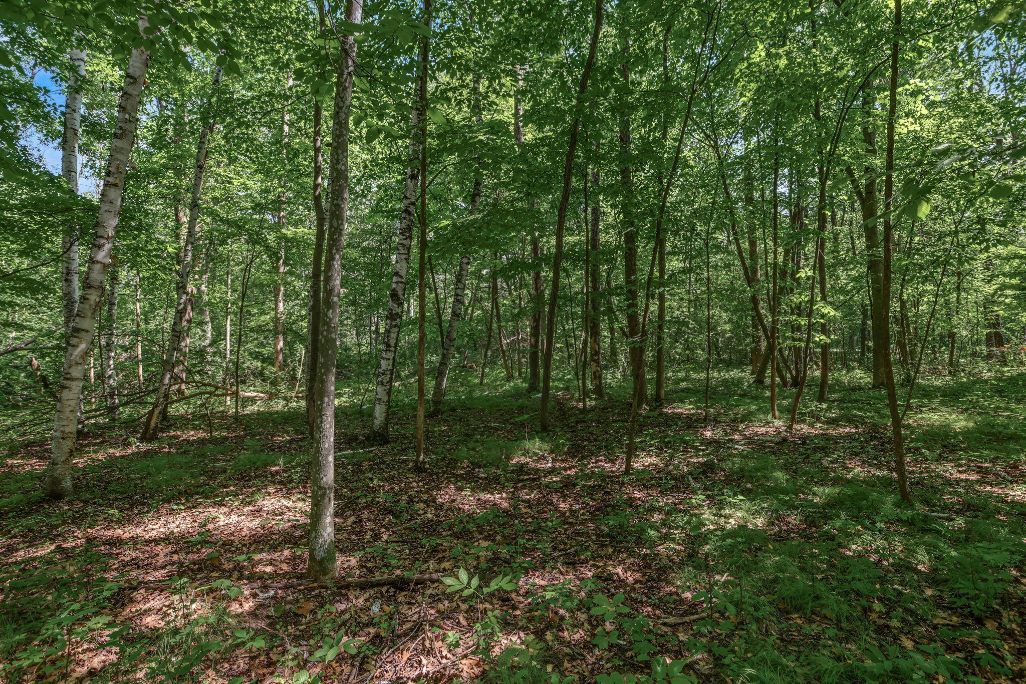 View of Land at 25xxx Itasca Avenue, Forest Lake MN 55025, Forest Lake (6 of 25) - Mike Wilen | Minnesota Team Real Estate