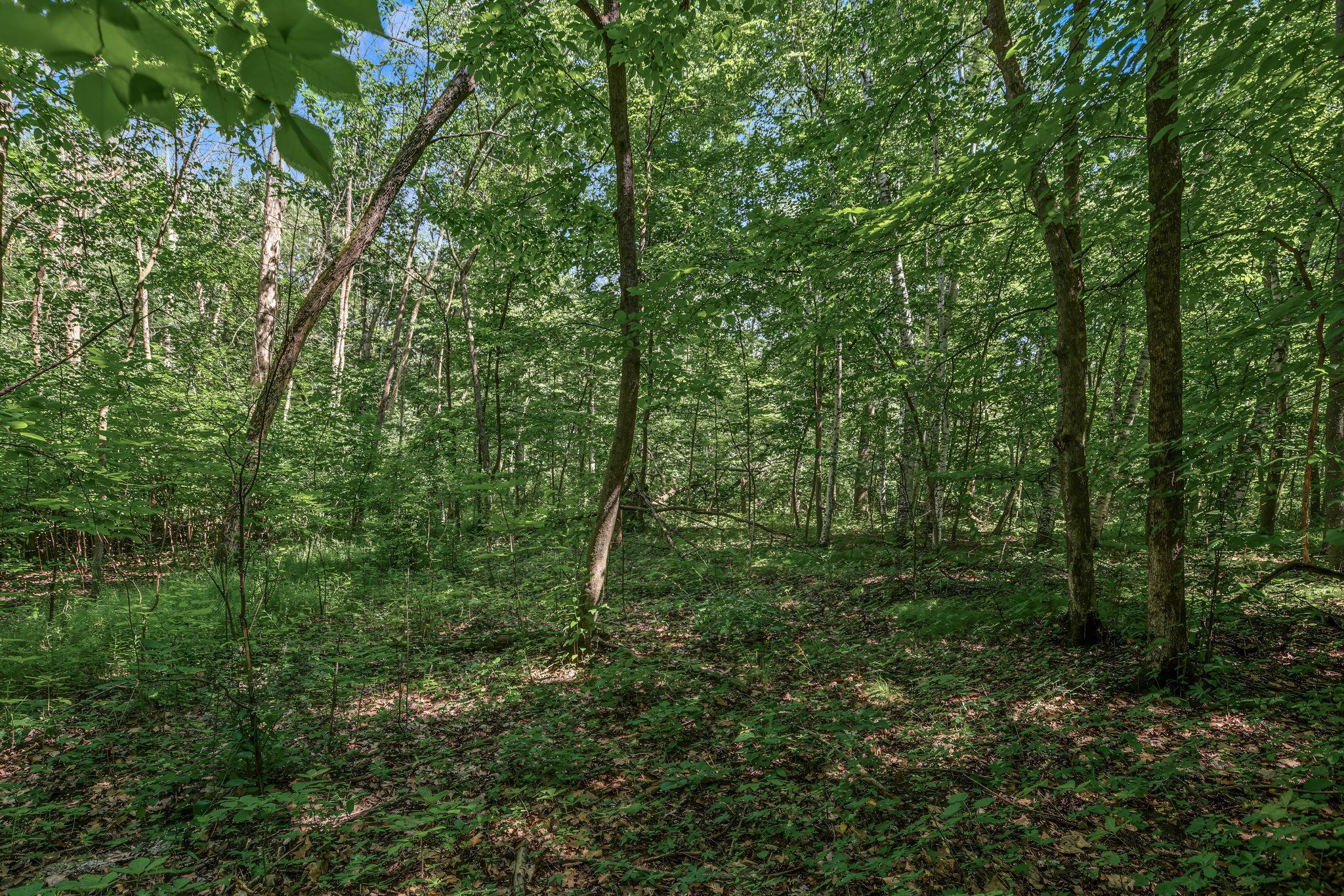 View of Land at 25xxx Itasca Avenue, Forest Lake MN 55025, Forest Lake (5 of 25) - Mike Wilen | Minnesota Team Real Estate