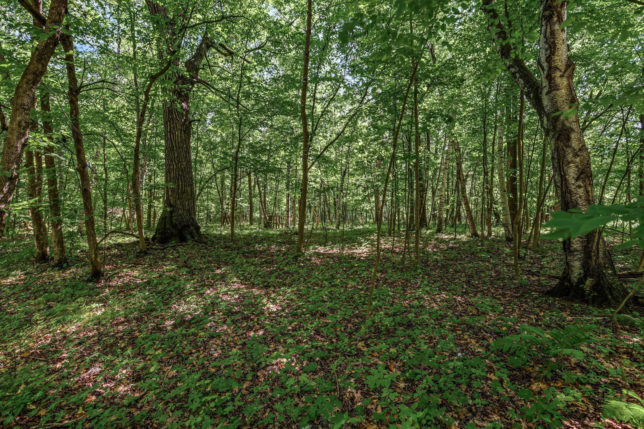 View of Land at 25xxx Itasca Avenue, Forest Lake MN 55025, Forest Lake (4 of 25) - Mike Wilen | Minnesota Team Real Estate