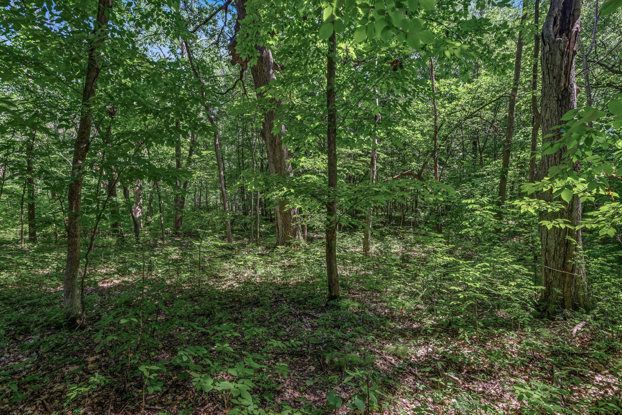 View of Land at 25xxx Itasca Avenue, Forest Lake MN 55025, Forest Lake (2 of 25) - Mike Wilen | Minnesota Team Real Estate