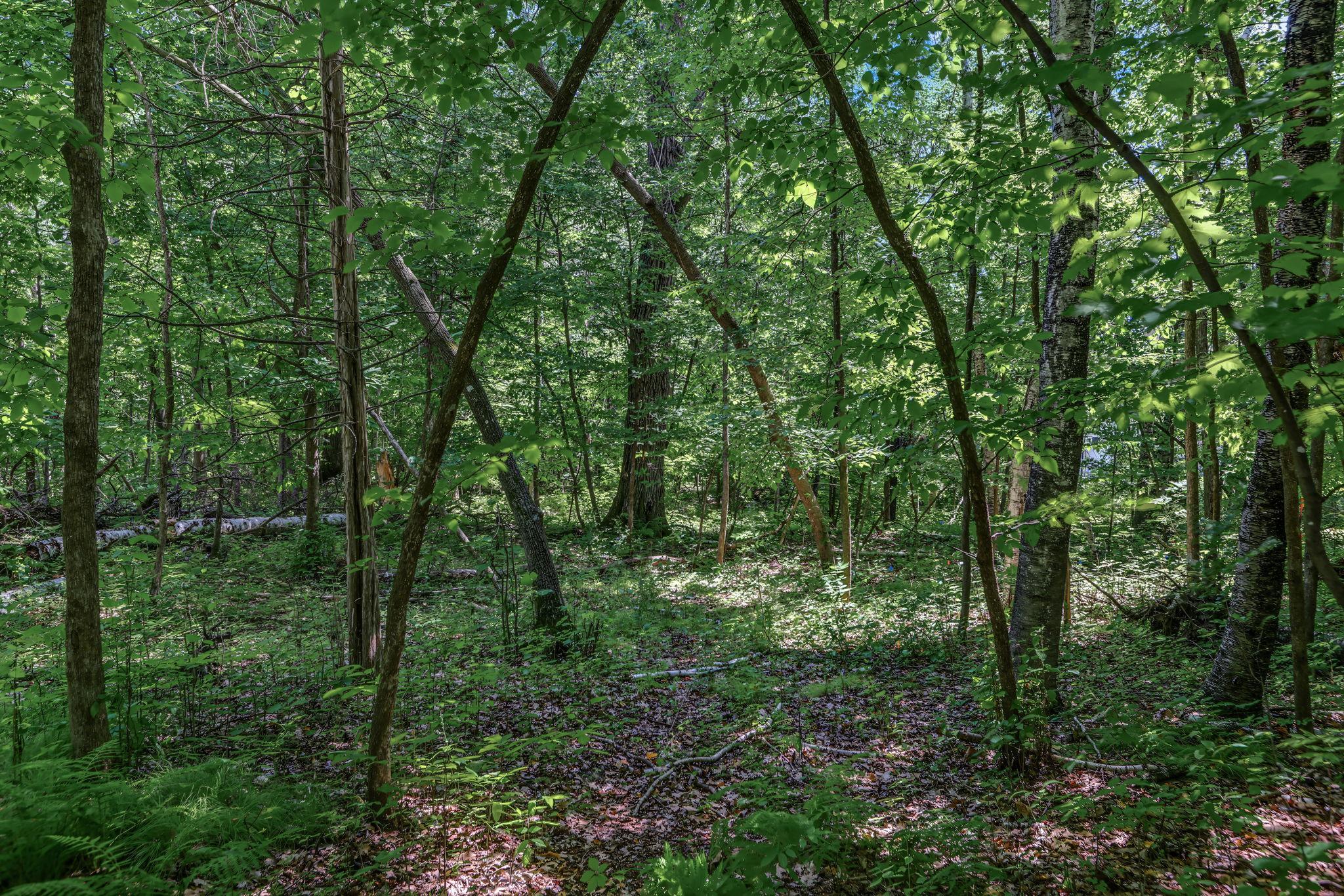 View of Land at 25xxx Itasca Avenue, Forest Lake MN 55025, Forest Lake (3 of 25) - Mike Wilen | Minnesota Team Real Estate