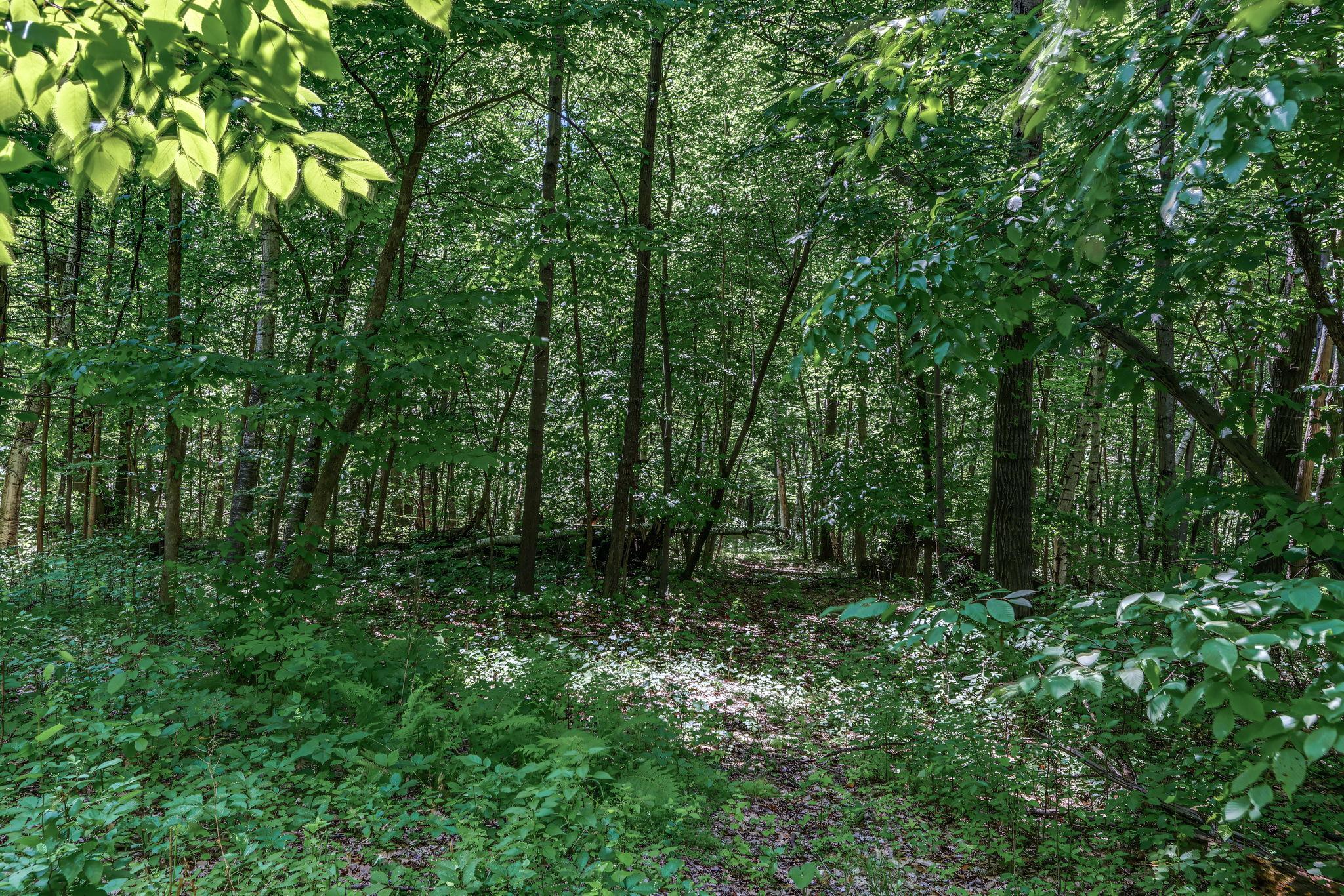 View of Land at 25179 Itasca Avenue, Forest Lake MN 55025, Forest Lake (12 of 25) - Mike Wilen | Minnesota Team Real Estate
