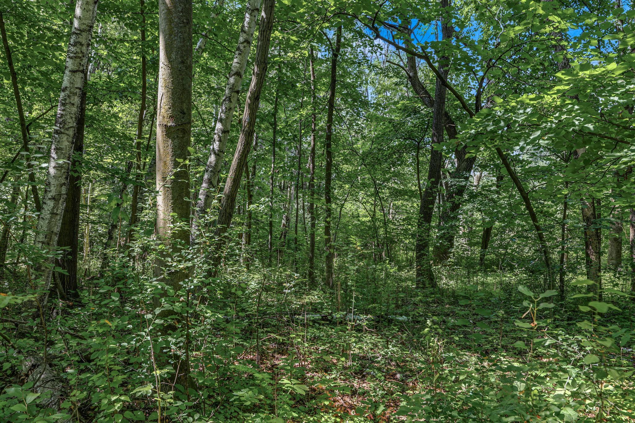 View of Land at 25179 Itasca Avenue, Forest Lake MN 55025, Forest Lake (11 of 25) - Mike Wilen | Minnesota Team Real Estate